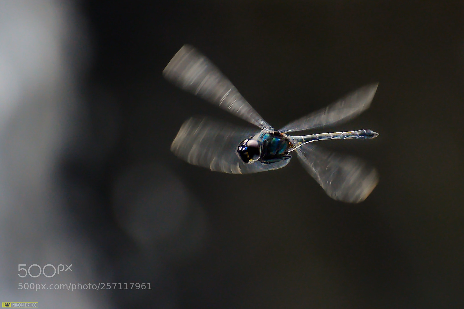 Nikon D7100 sample photo. Flying photography