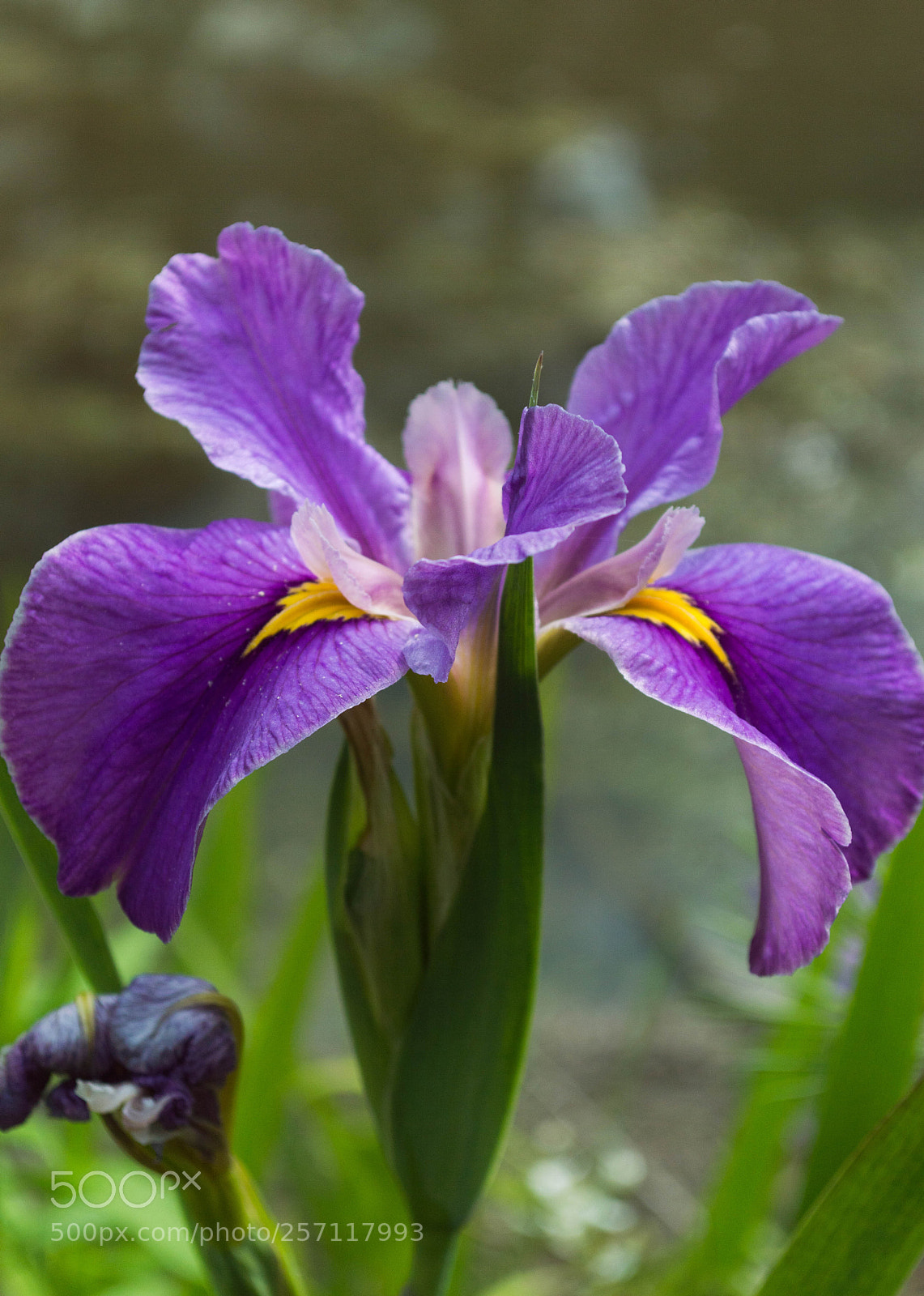 Nikon D3200 sample photo. Let the flower be photography