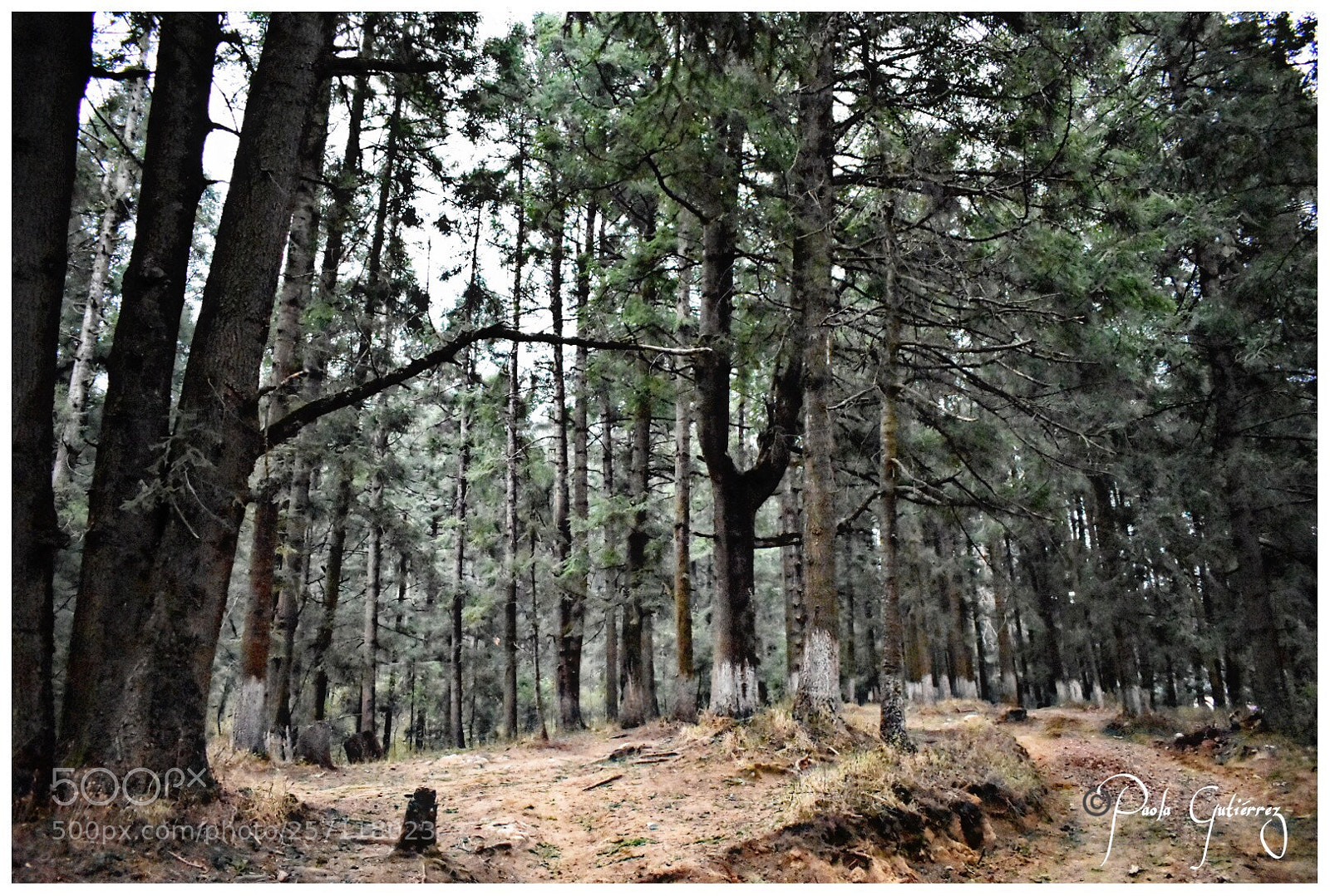 Nikon D3400 sample photo. Into the woods photography