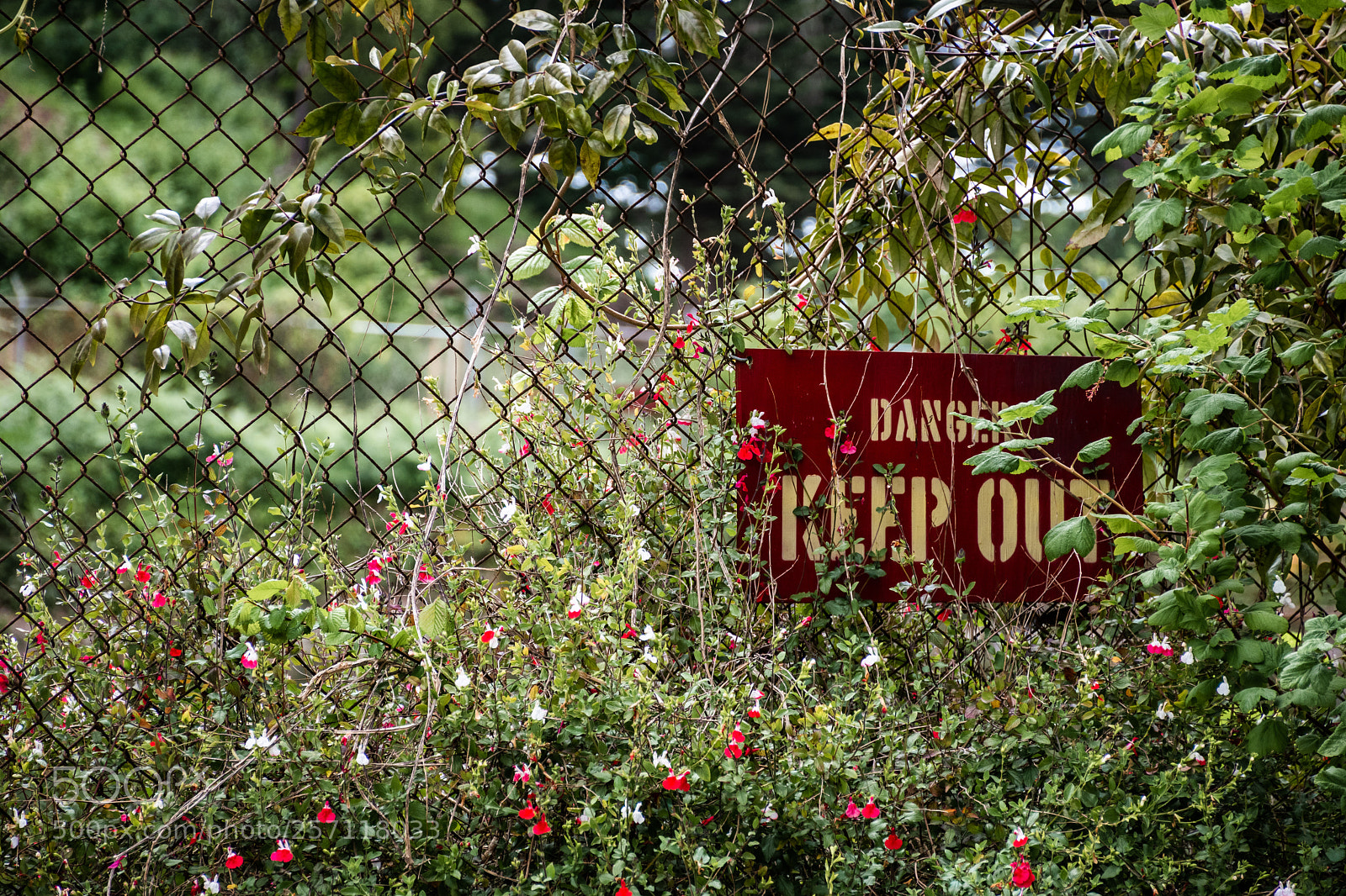 Nikon D5600 sample photo. Danger: keep out photography