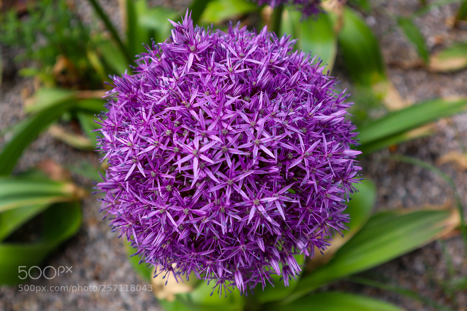 Canon EOS M50 (EOS Kiss M) sample photo. Vienna globe thistle on photography