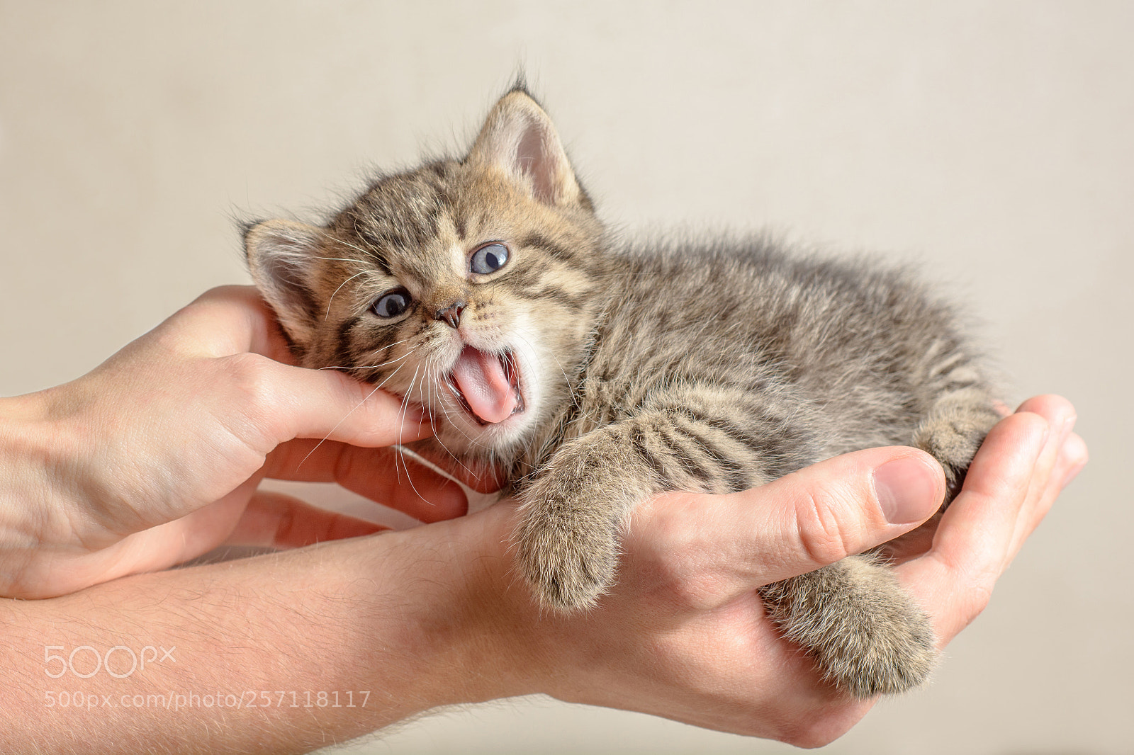Nikon D7100 sample photo. The charming little kitten photography