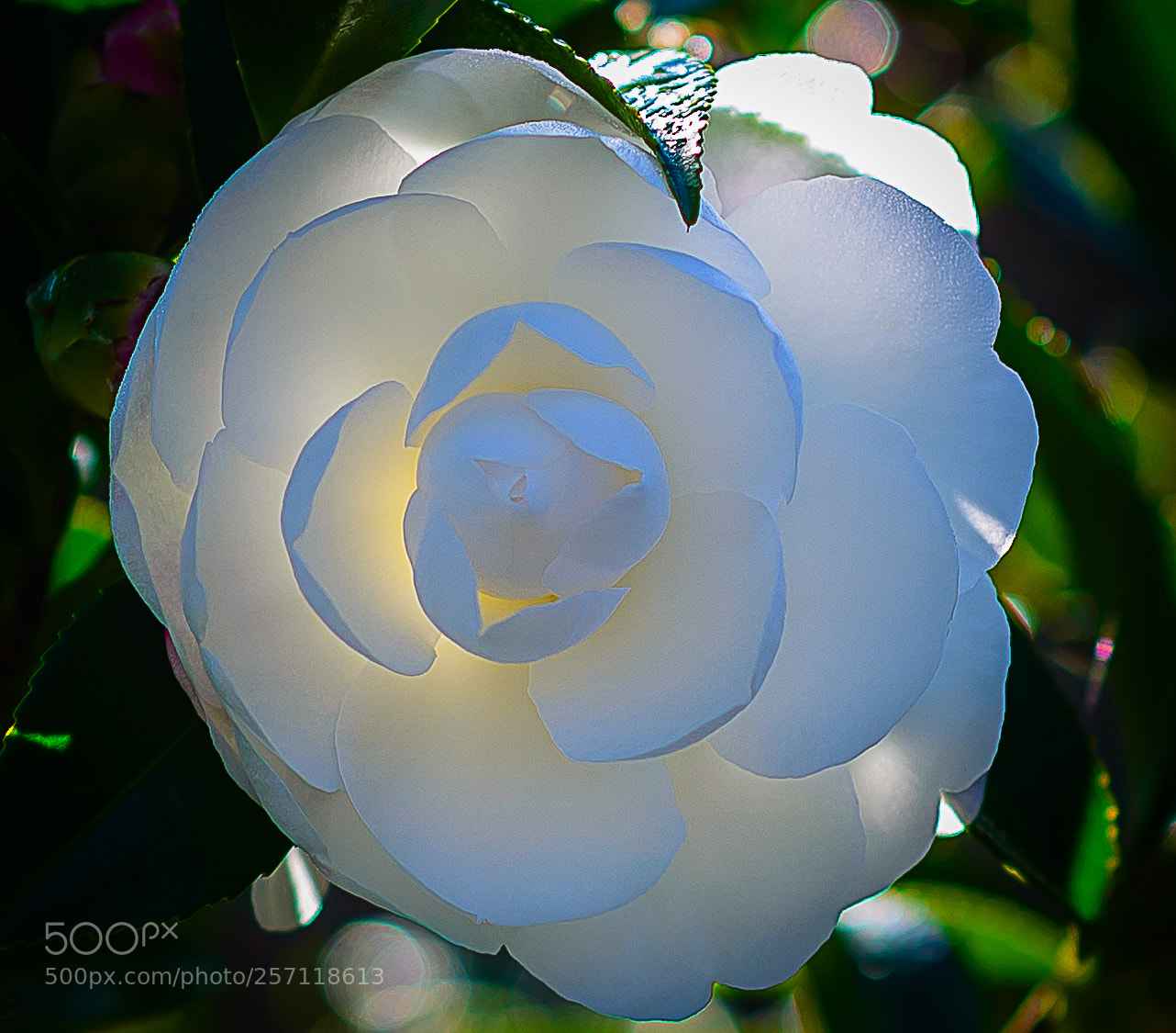 Nikon D610 sample photo. Camelia sasanqua photography