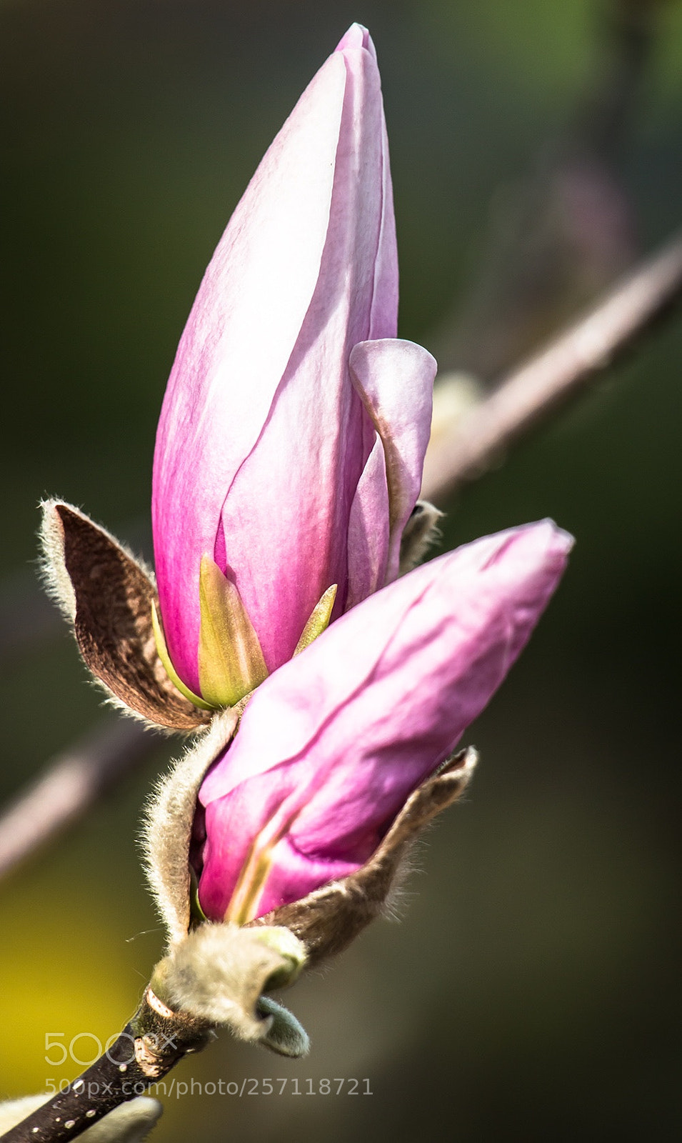 Canon EOS 70D sample photo. Magnolia photography