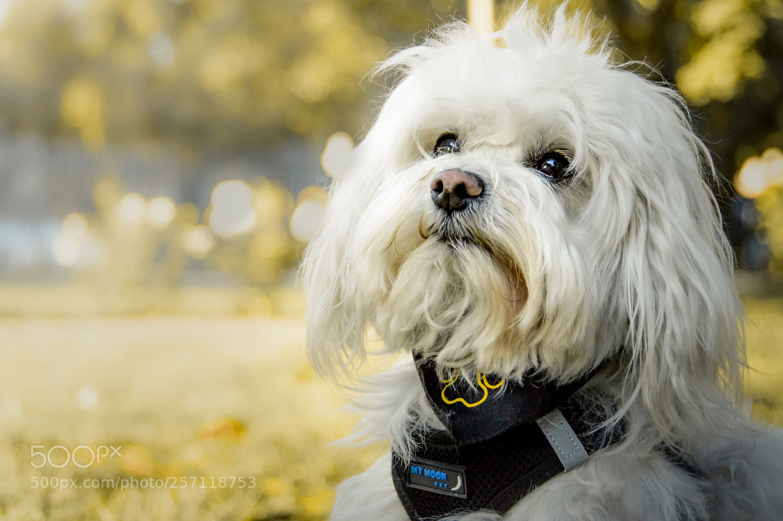 Nikon D3200 sample photo. Bruno portrait photography