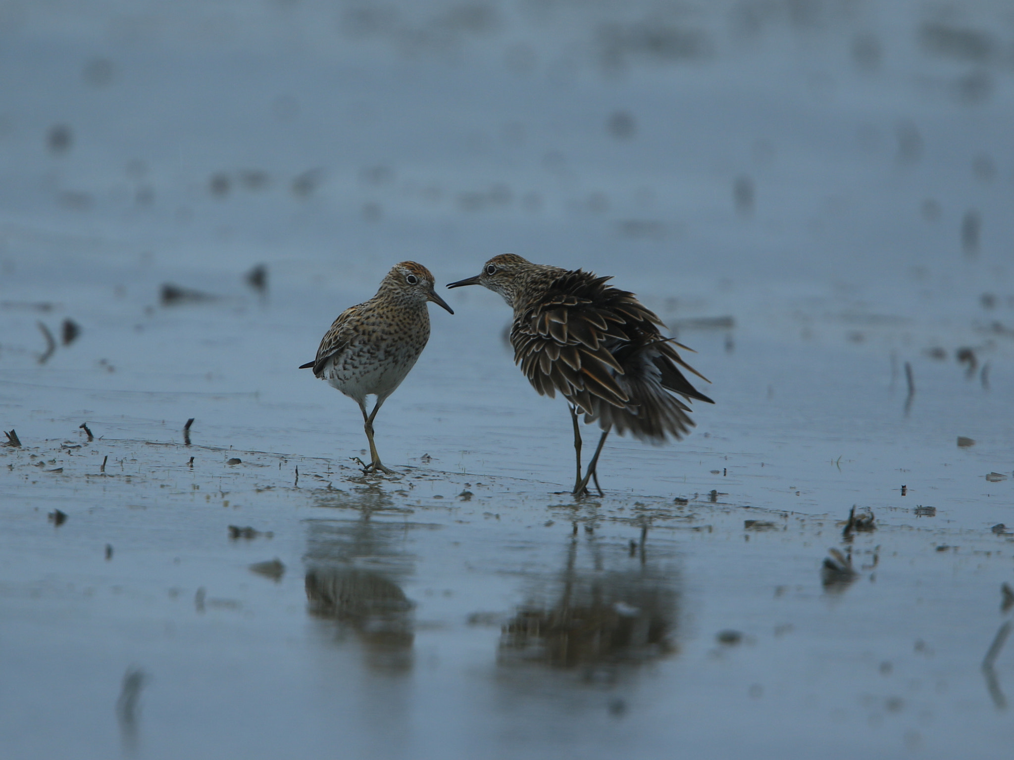 Canon EOS 7D Mark II + Canon EF 400mm F2.8L IS USM sample photo. Display ① ウズラシギの求愛 photography