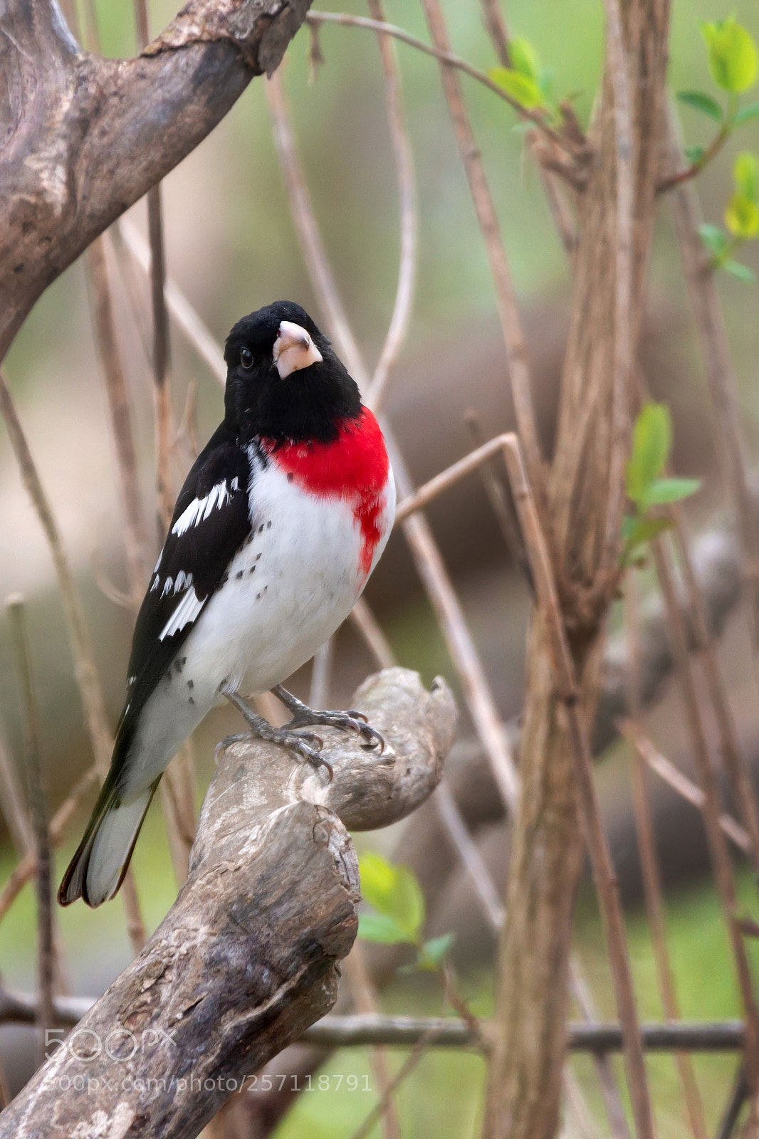 Nikon D7200 sample photo. Male rose-breasted grosbeak photography