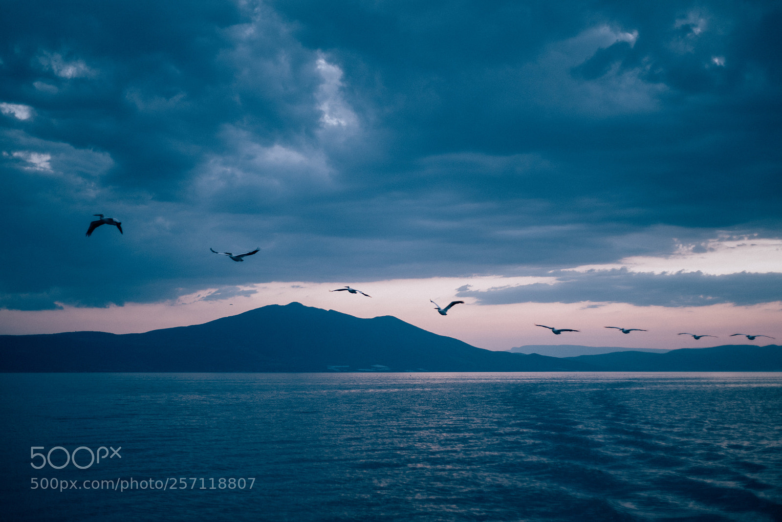 Nikon D810 sample photo. Gaviotas en chapala photography