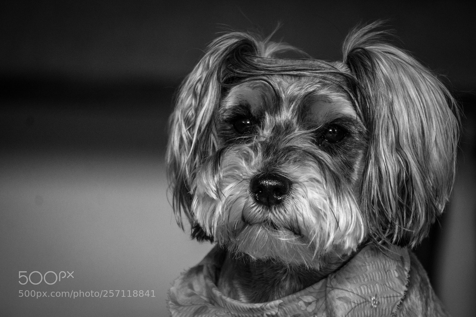 Sony a6000 sample photo. Pup photography