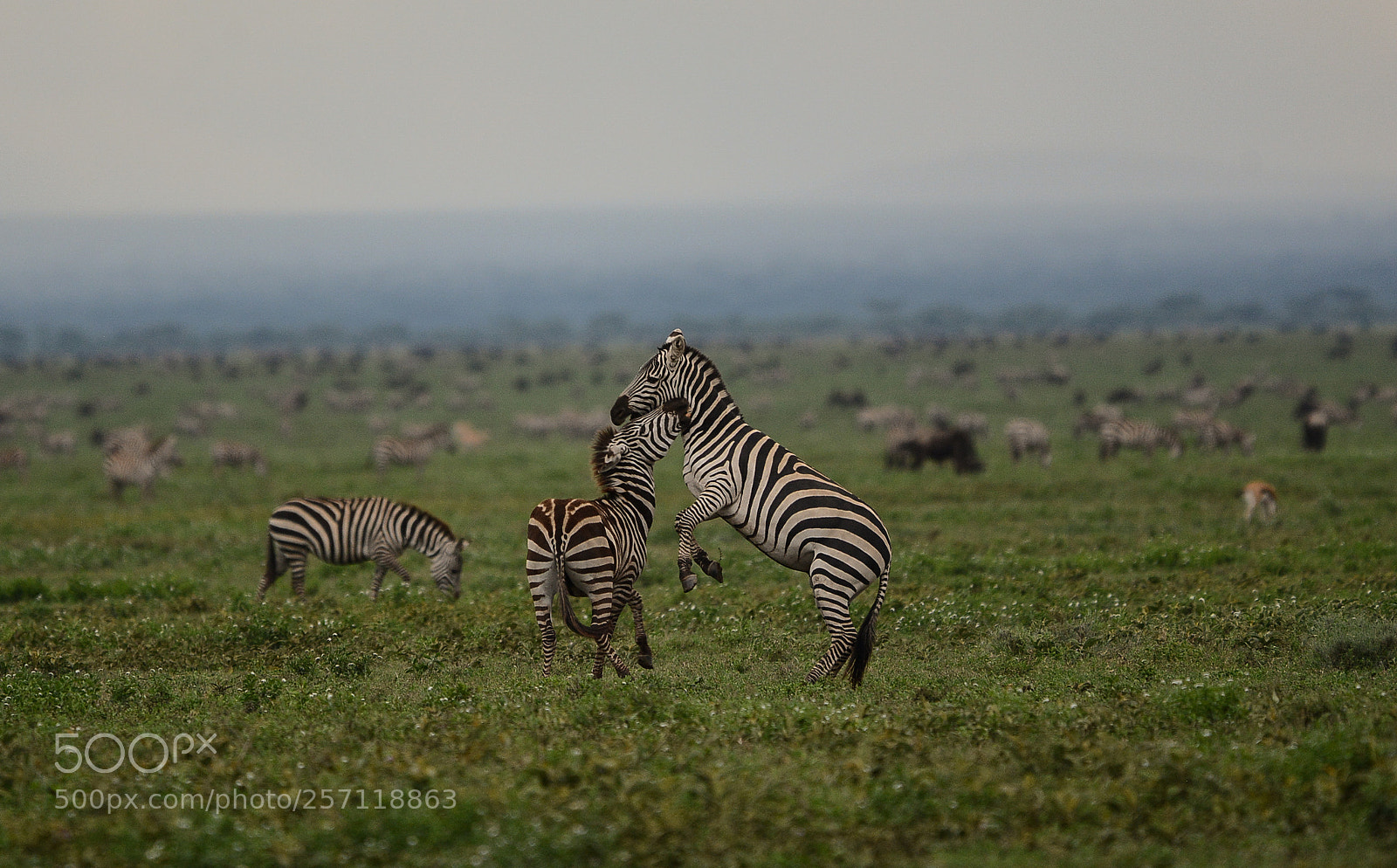 Nikon D7100 sample photo. Fight in ngrongoro photography