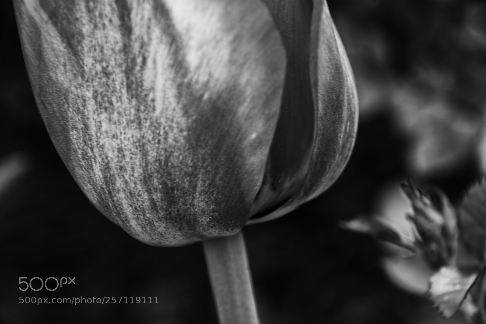 Nikon D7200 sample photo. Tulip photography