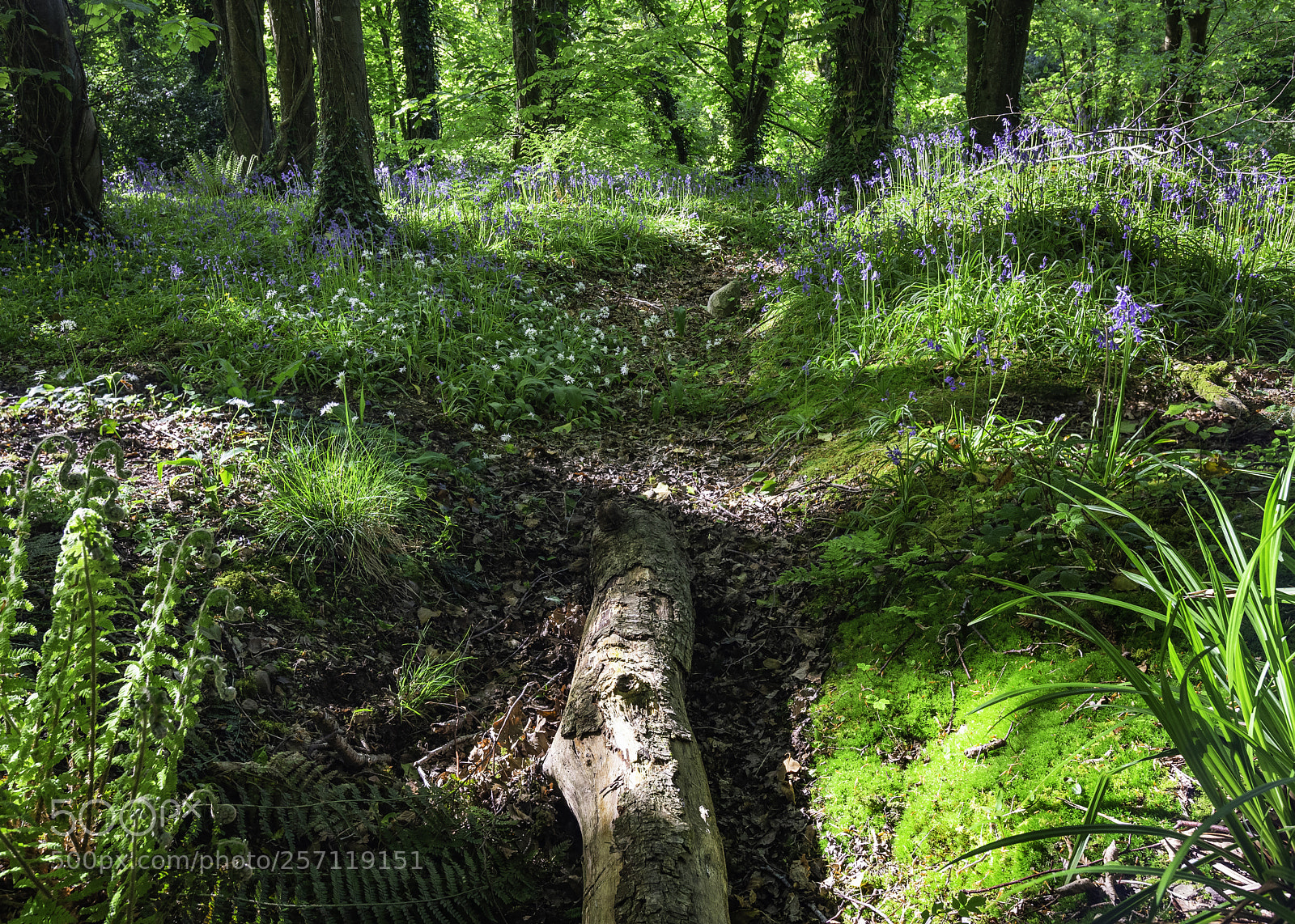 Canon EOS 6D sample photo. Forest floor. photography