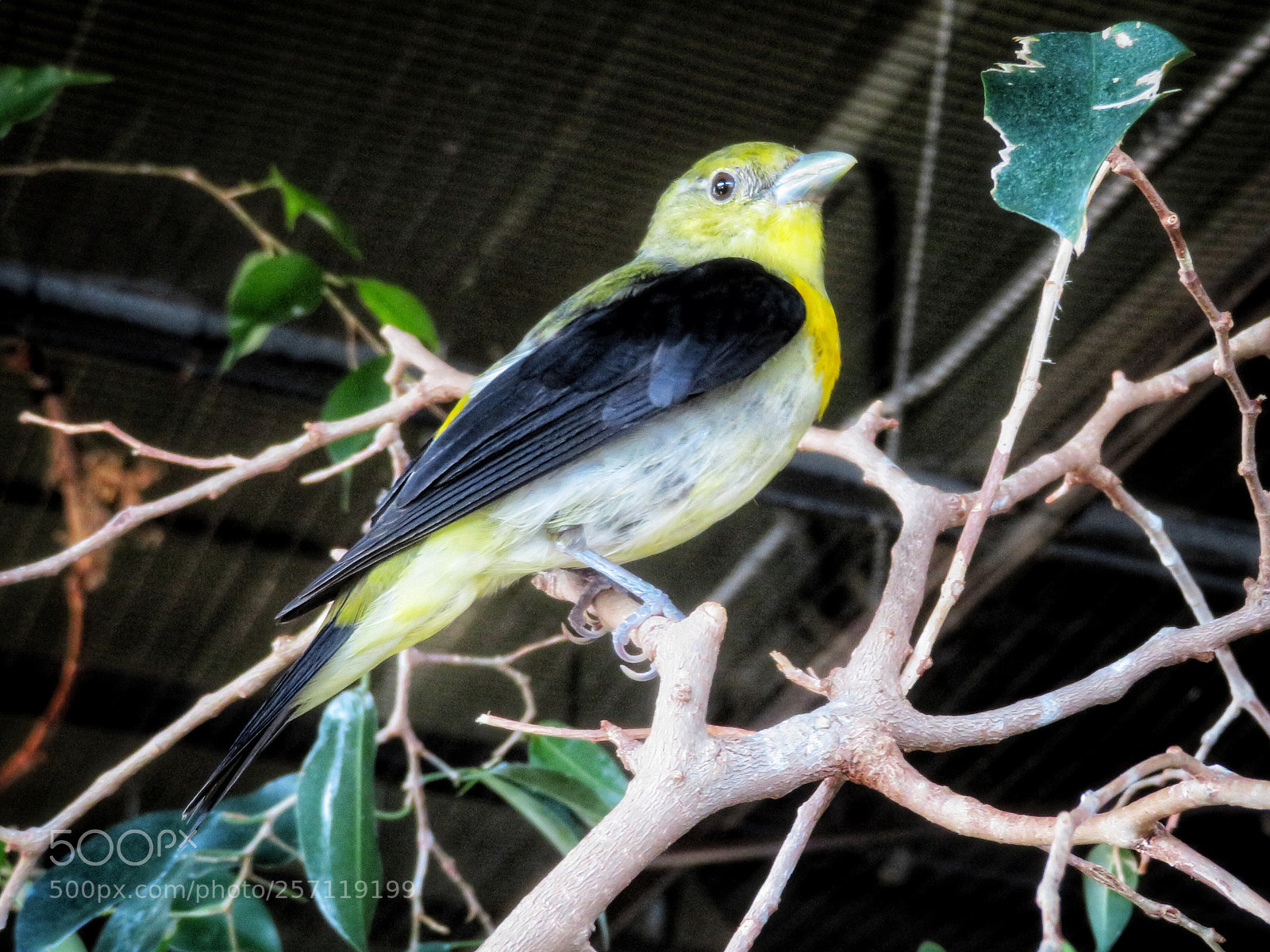 Canon PowerShot SX720 HS sample photo. Scarlet tanager photography