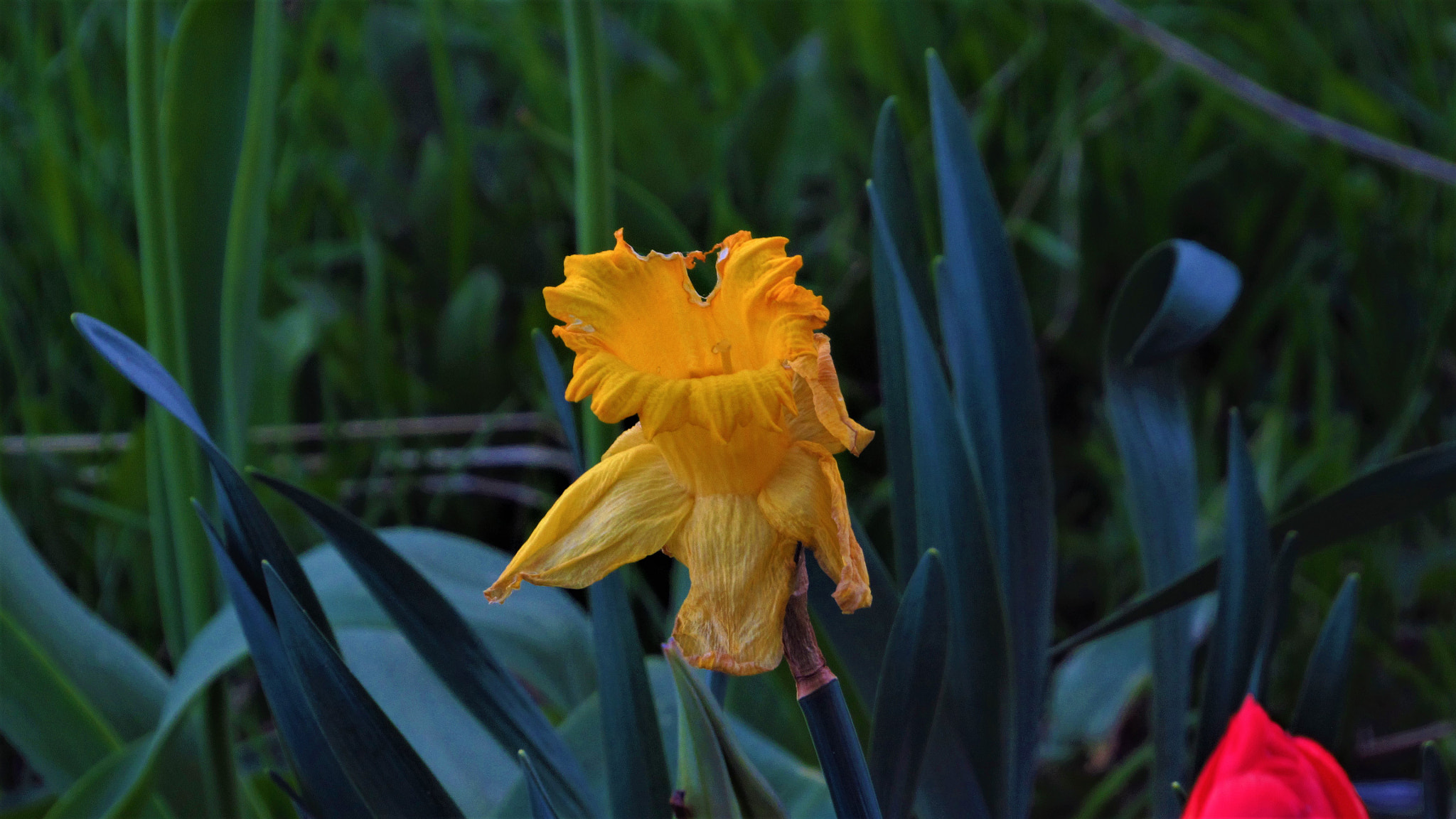 Canon PowerShot SX520 HS sample photo. Flower in shade photography
