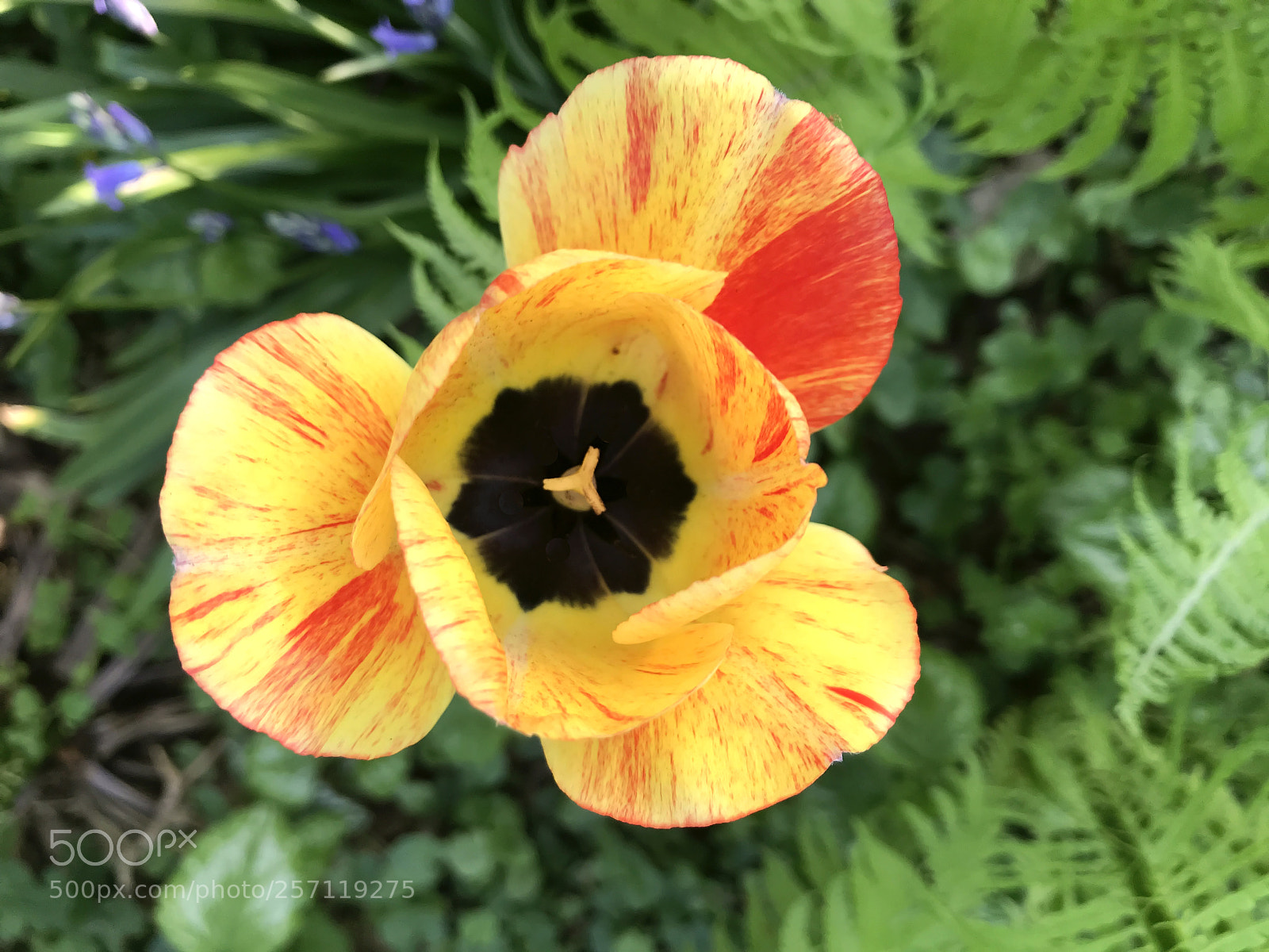 Apple iPhone 7 sample photo. Flowers in the park photography
