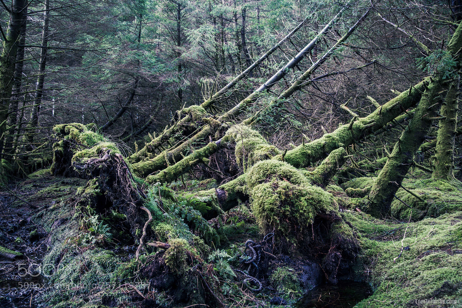 Nikon D610 sample photo. Forest photography