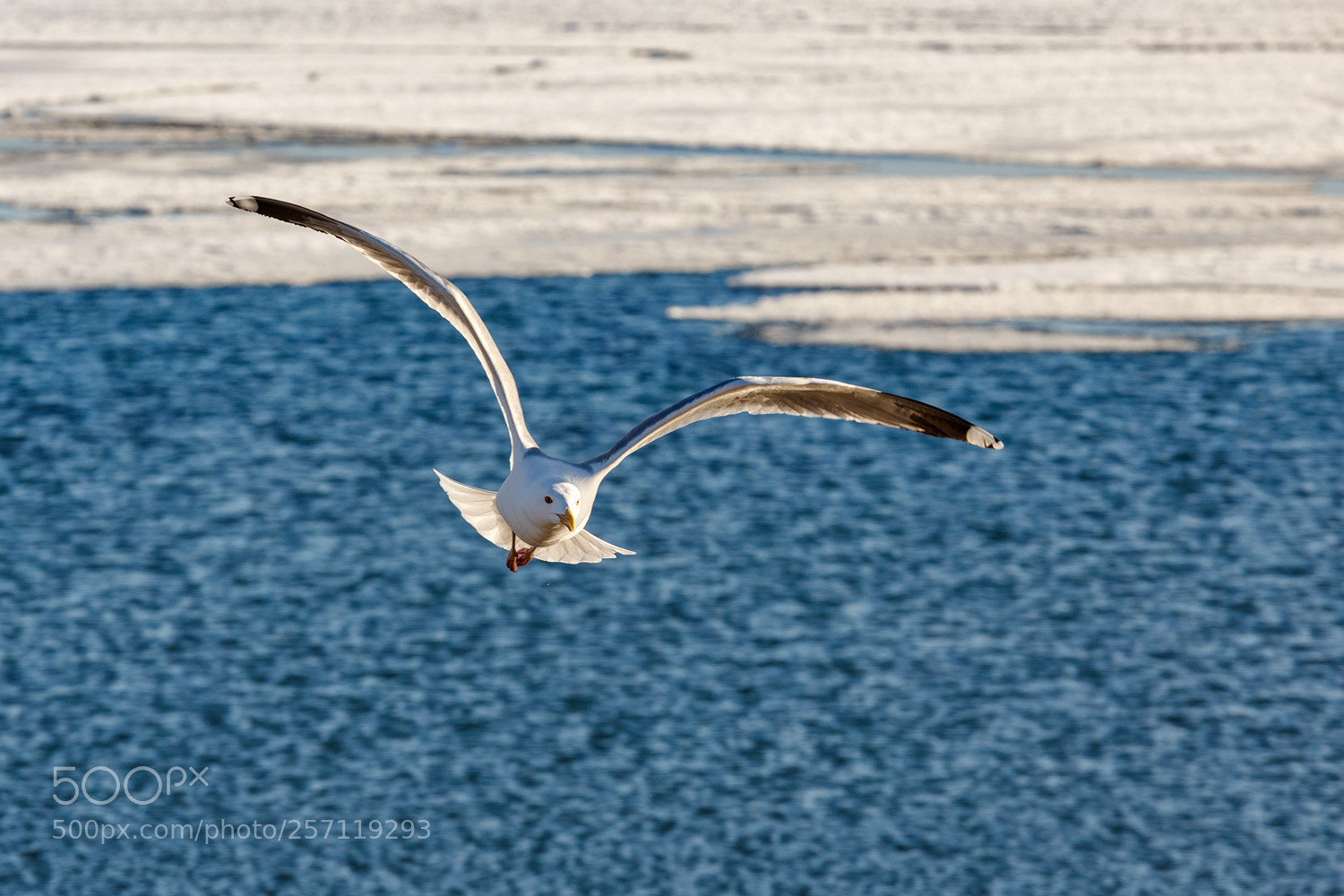 Canon EOS 6D sample photo. Seagull at baikal lake photography
