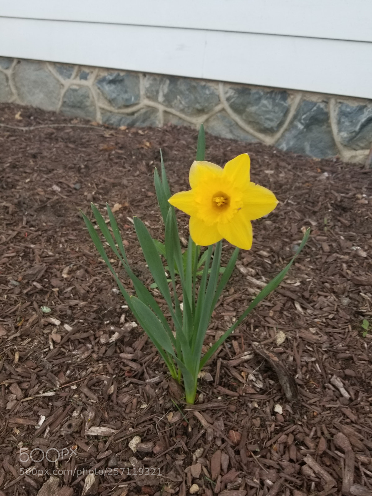 Samsung Galaxy S8+ sample photo. Mellow yellow photography