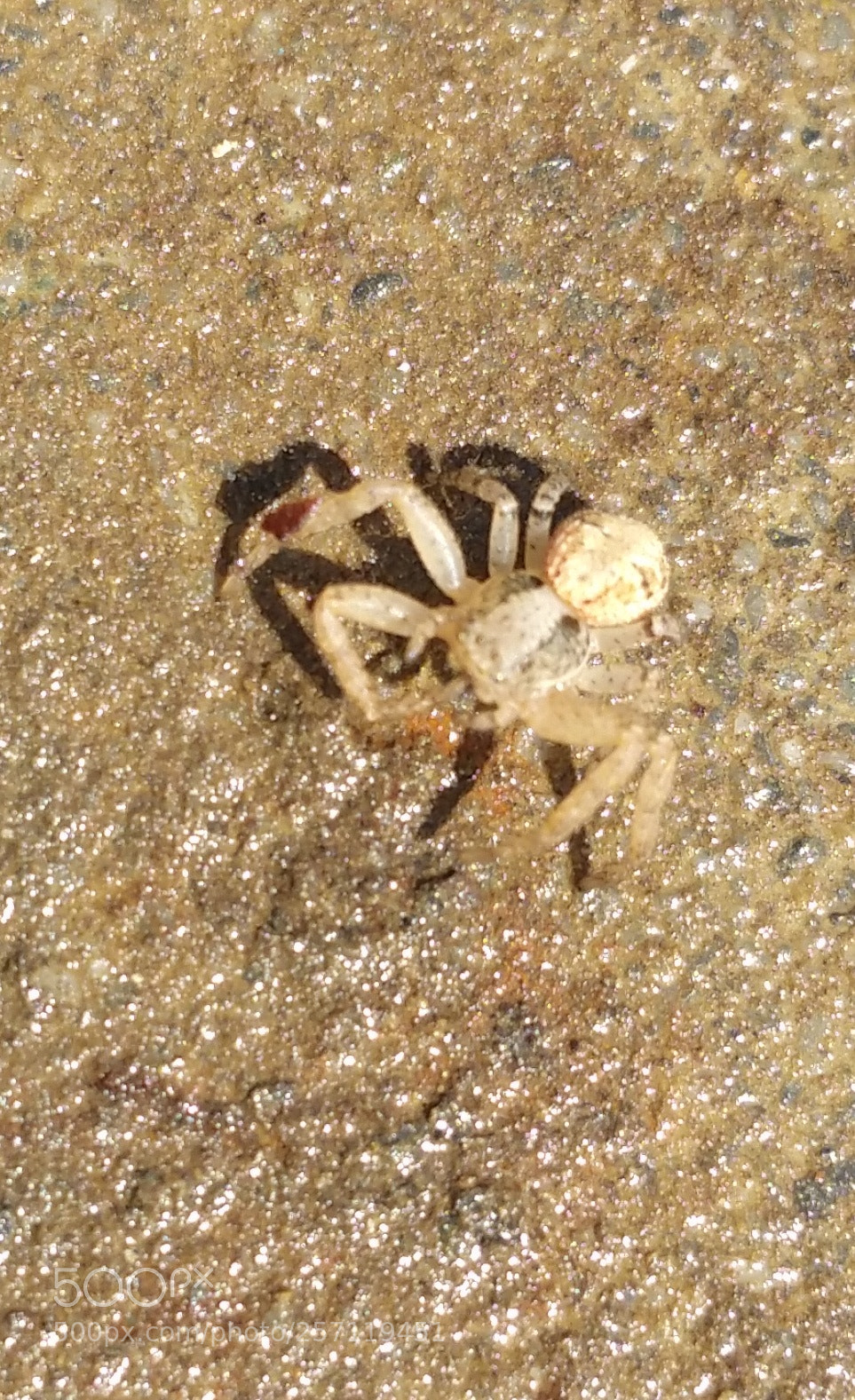 Samsung Galaxy Note4 sample photo. Camouflage photography