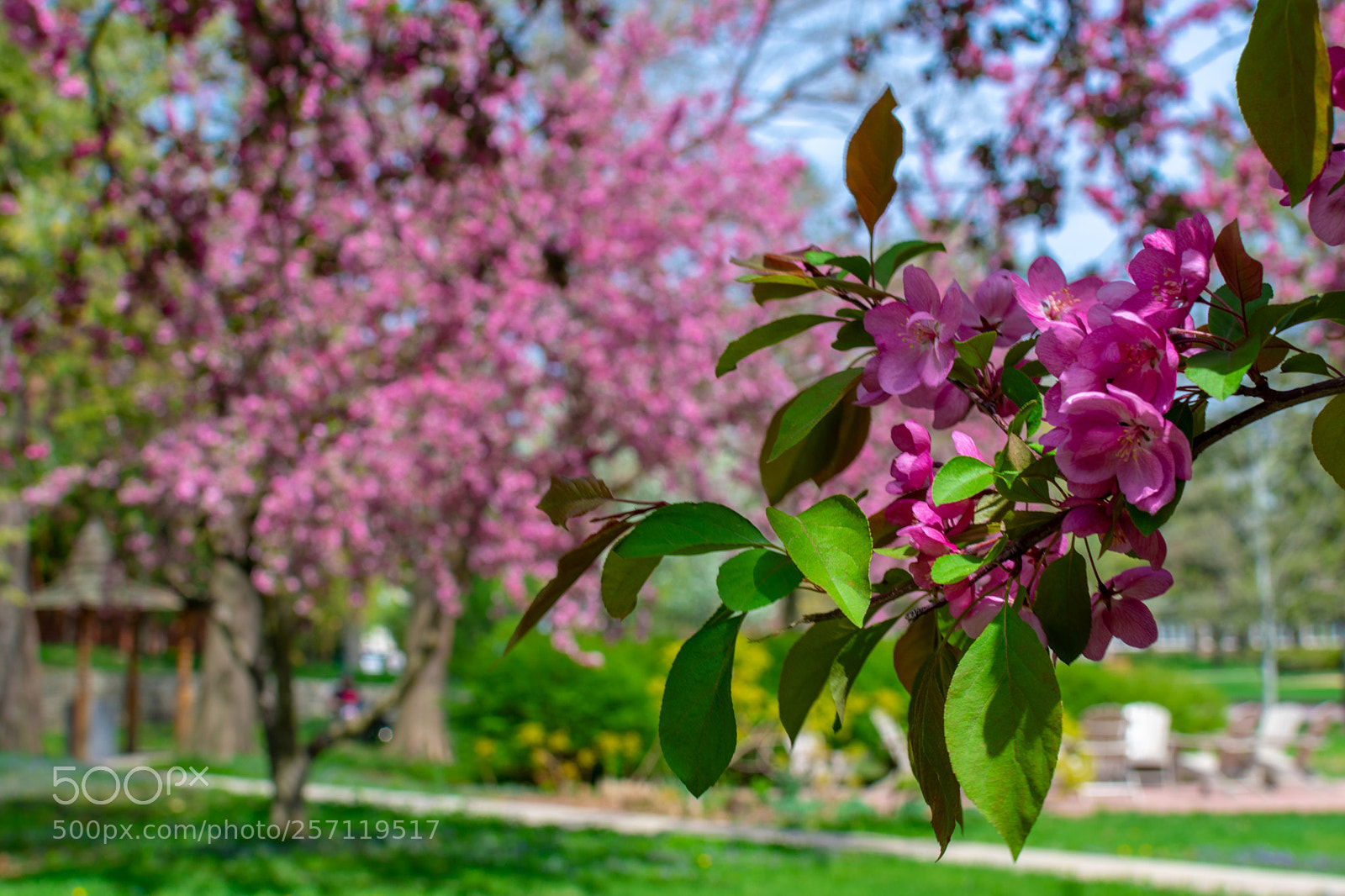 Nikon D3400 sample photo. Pink season photography