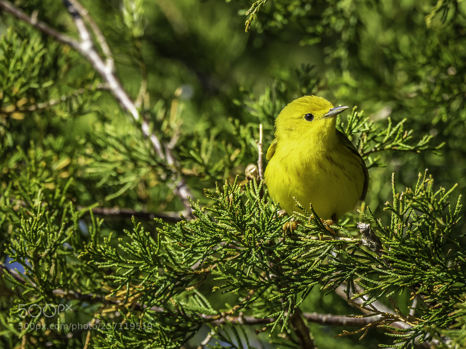 Olympus OM-D E-M1 sample photo. Yellow warbler photography