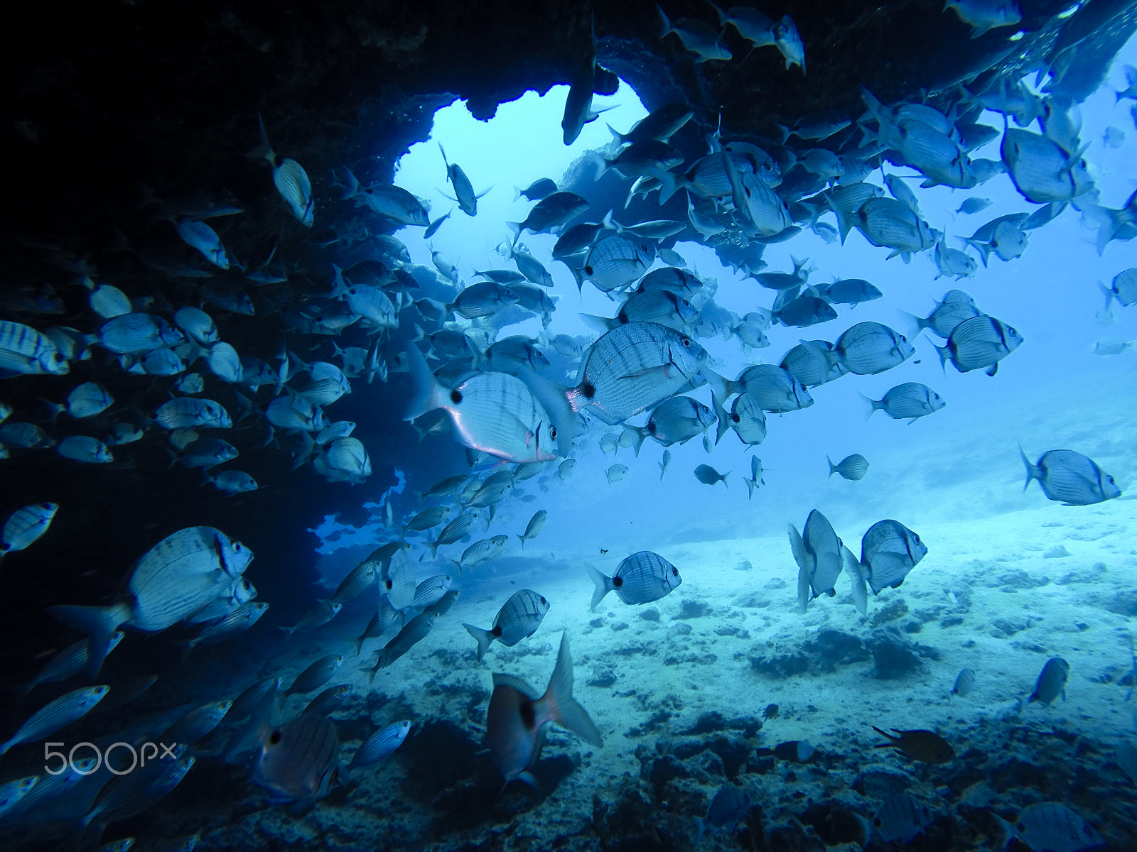 GoPro HERO3+ Black Edition sample photo. Group of fishes swimming photography