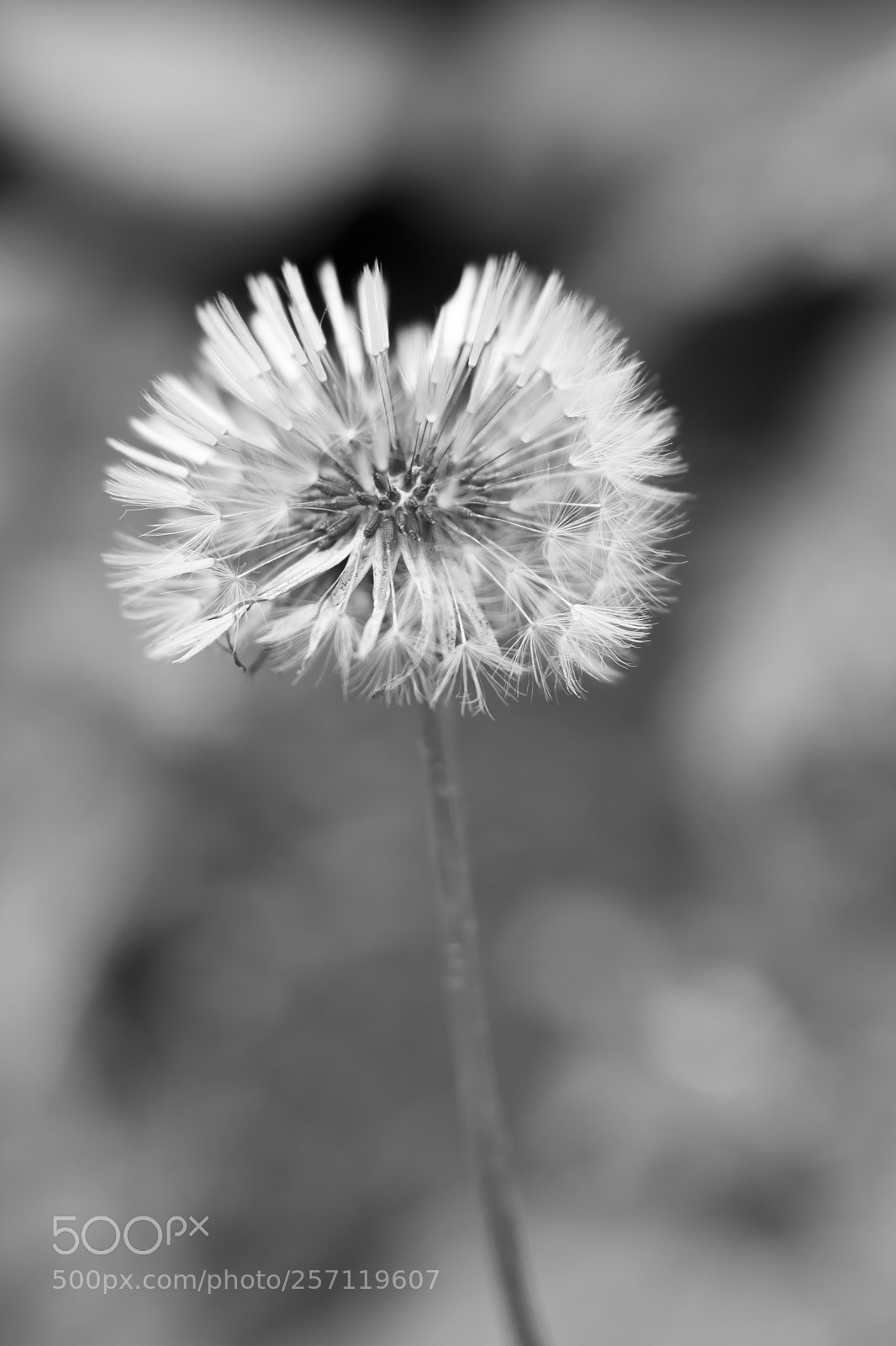 Canon EOS 80D sample photo. Diente gris photography