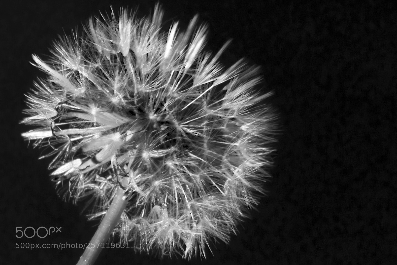 Canon EOS 80D sample photo. Diente de leon photography