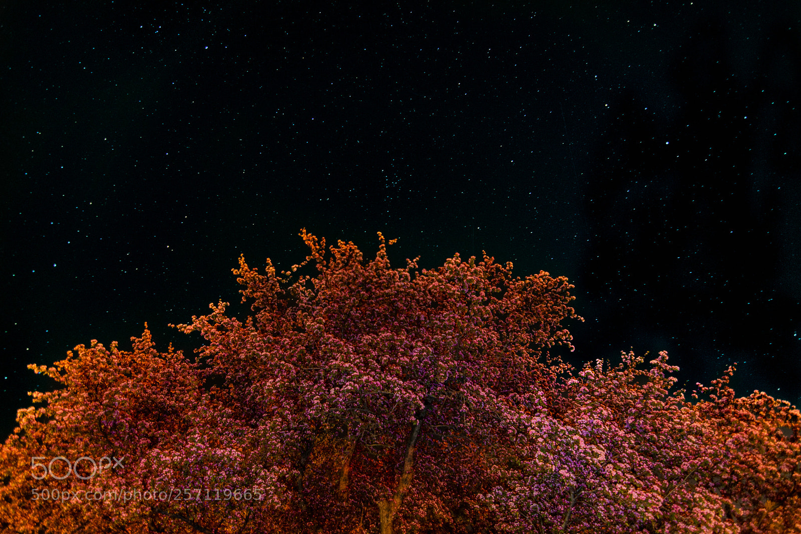 Nikon D3400 sample photo. Pink tree at night photography