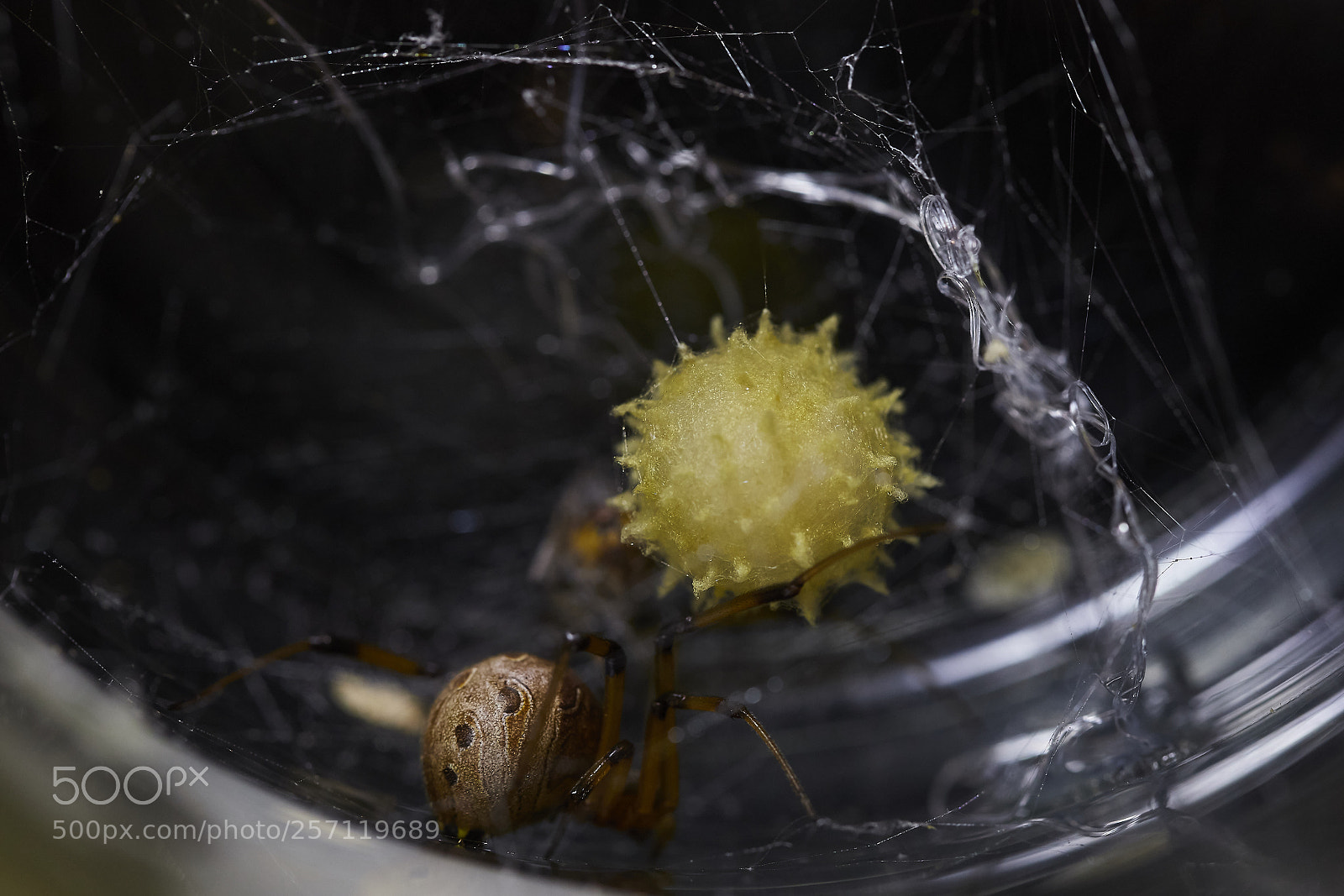 Canon EOS 6D Mark II sample photo. Egg of the queen photography