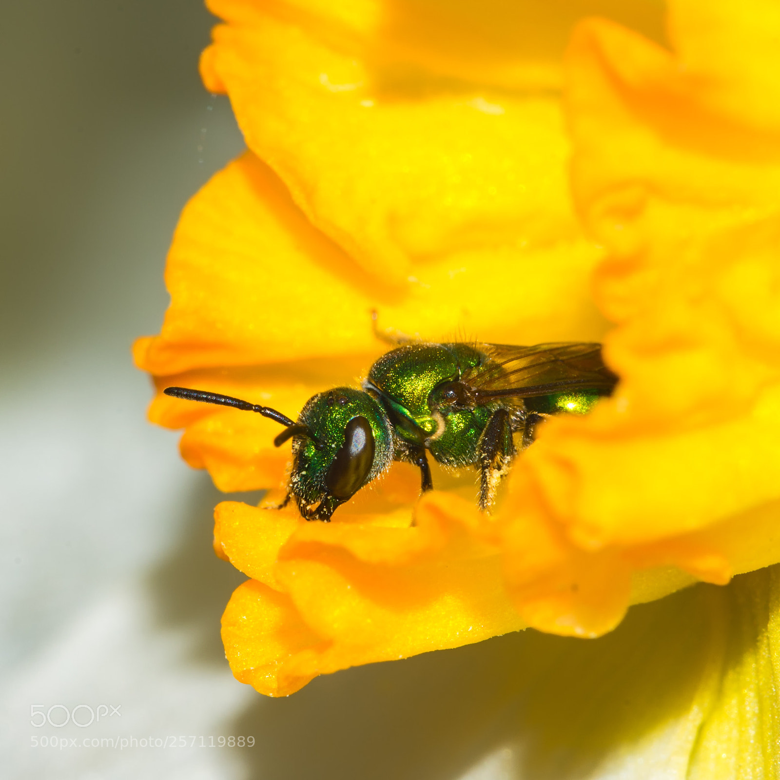 Nikon D7200 sample photo. Asleep on a daffodil photography