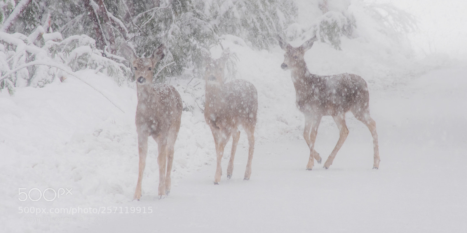 Nikon D750 sample photo. Deer photography