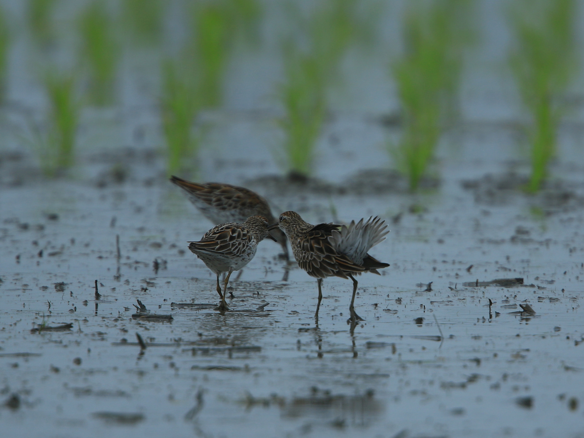 Canon EOS 7D Mark II + Canon EF 400mm F2.8L IS USM sample photo. Display ⑤ ウズラシギの求愛 photography