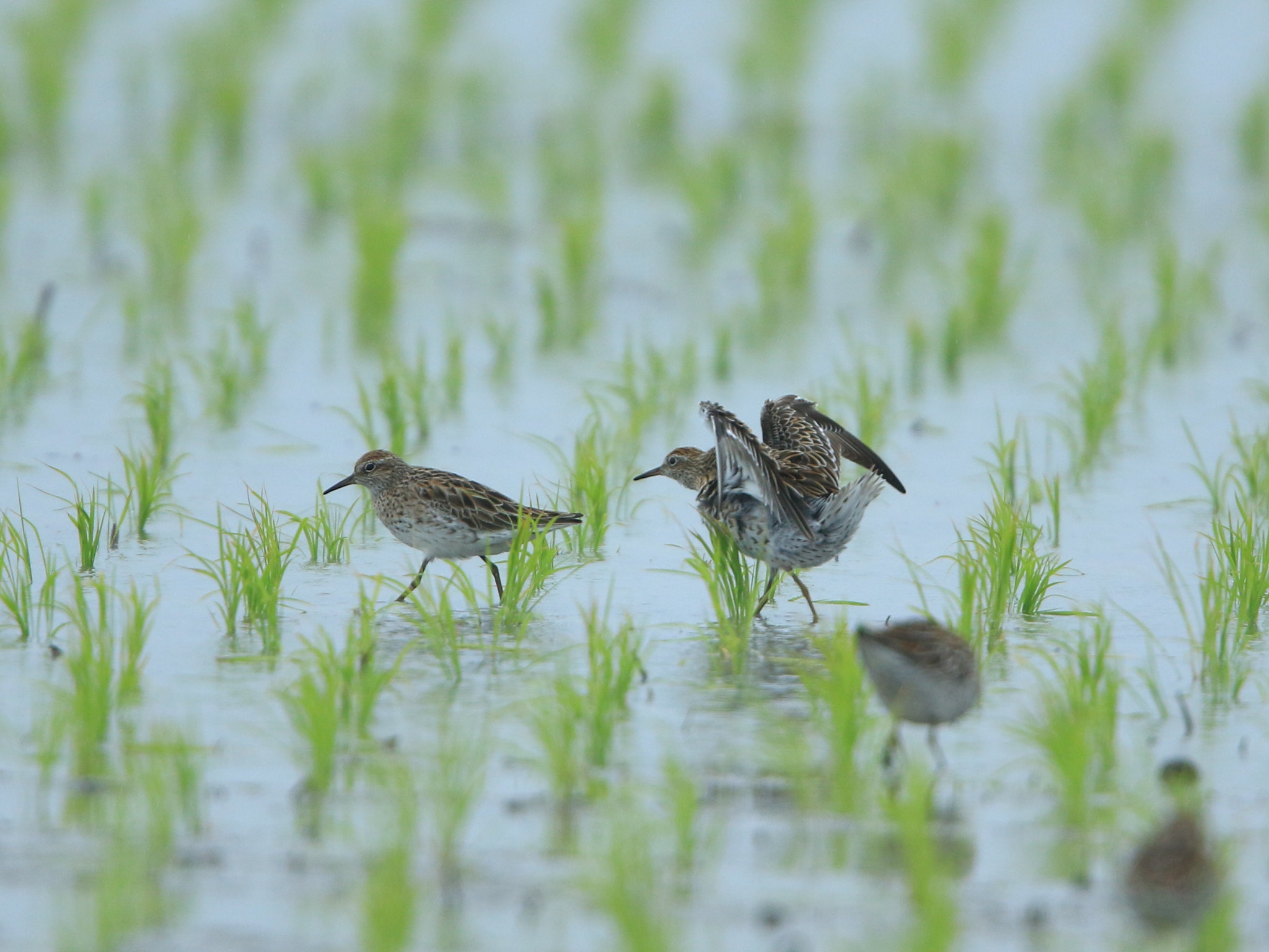 Canon EOS 7D Mark II + Canon EF 400mm F2.8L IS USM sample photo. Display ⑥ ウズラシギの求愛 photography