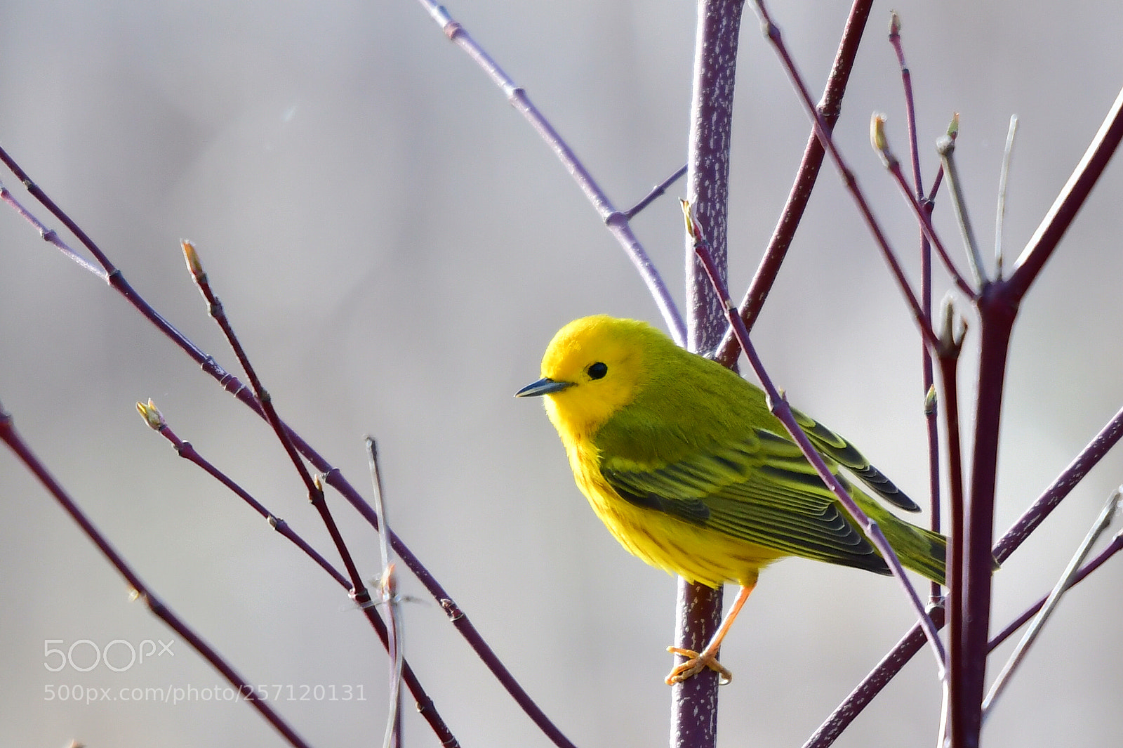 Nikon D500 sample photo. Prothonotary warbler photography