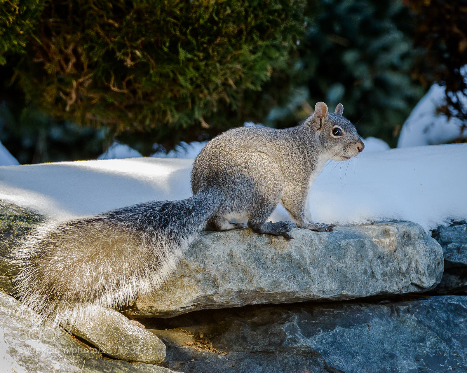 Nikon D810 sample photo. Grey squirrel photography