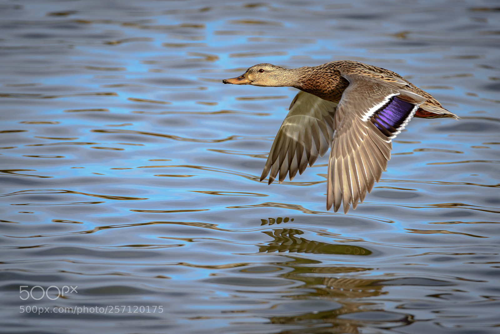 Nikon D810 sample photo. Juvenile mallard photography