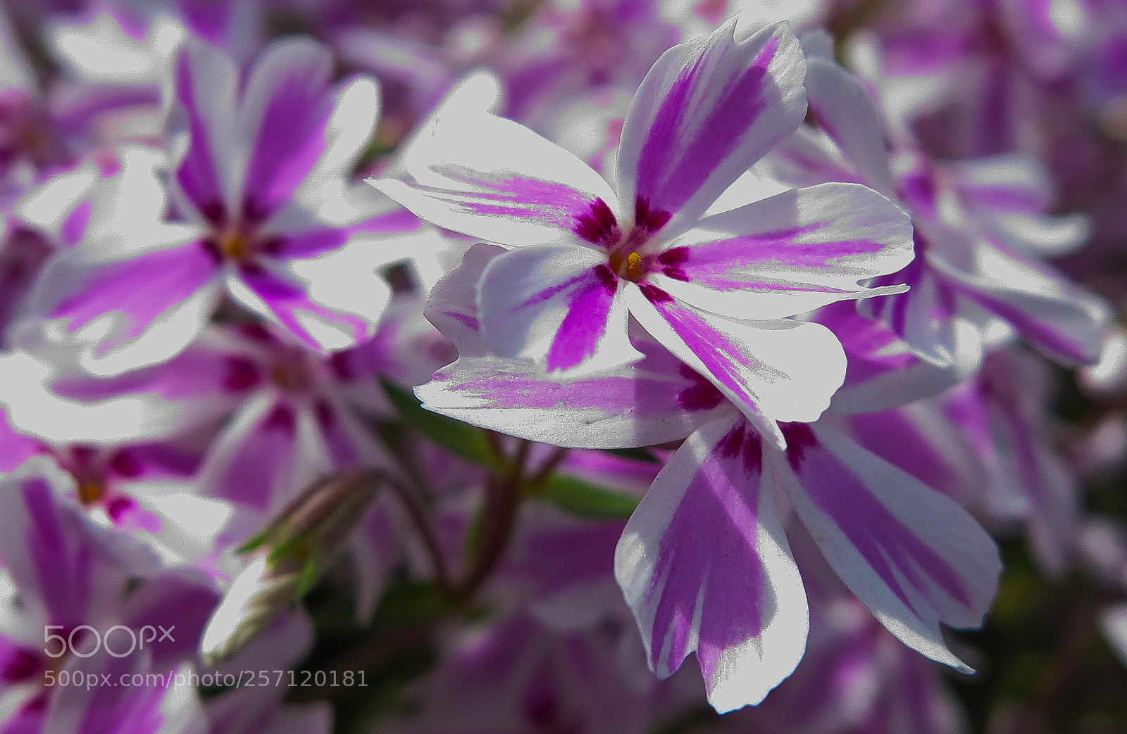 Canon PowerShot G16 sample photo. Purple and white flowers photography