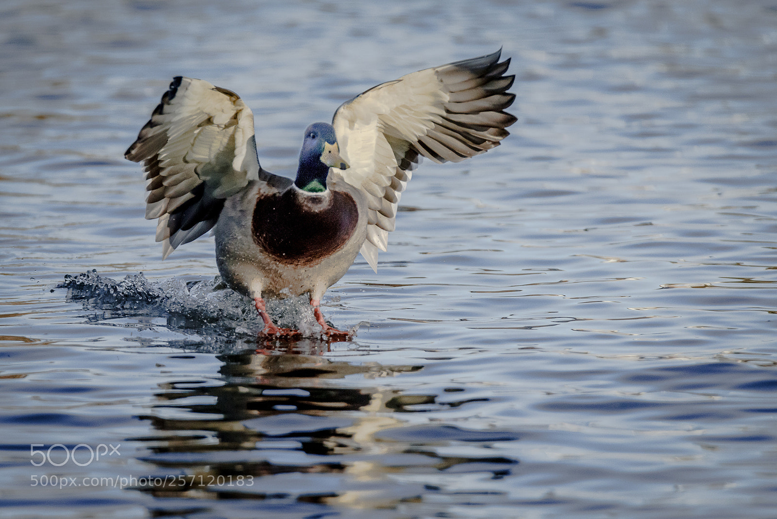 Nikon D810 sample photo. Mallard photography