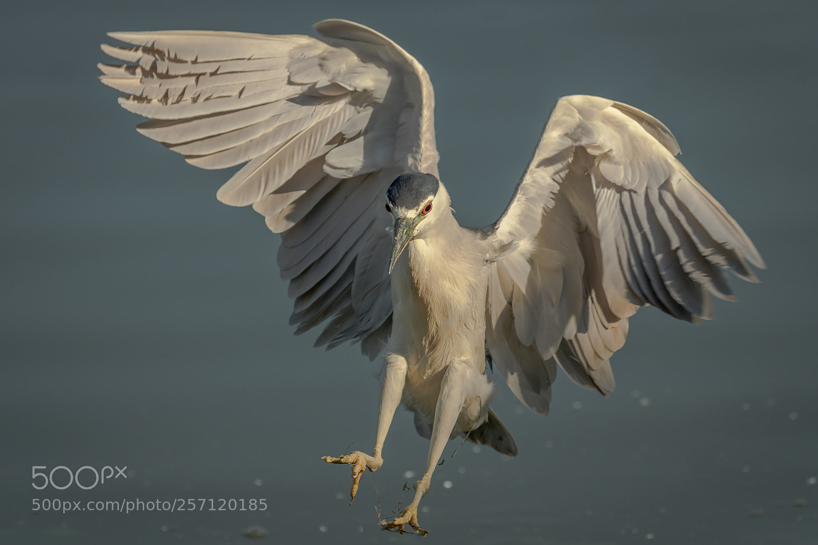 Nikon D500 sample photo. Black-crowned night heron photography
