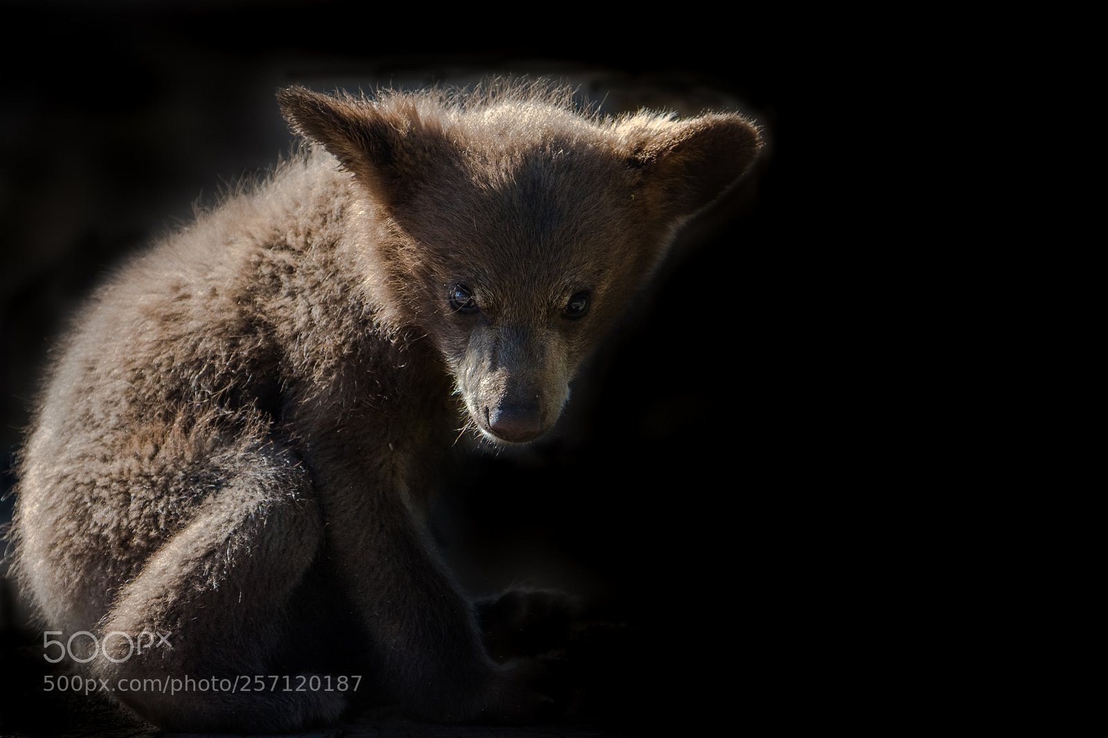 Nikon D500 sample photo. Brown bear cub photography