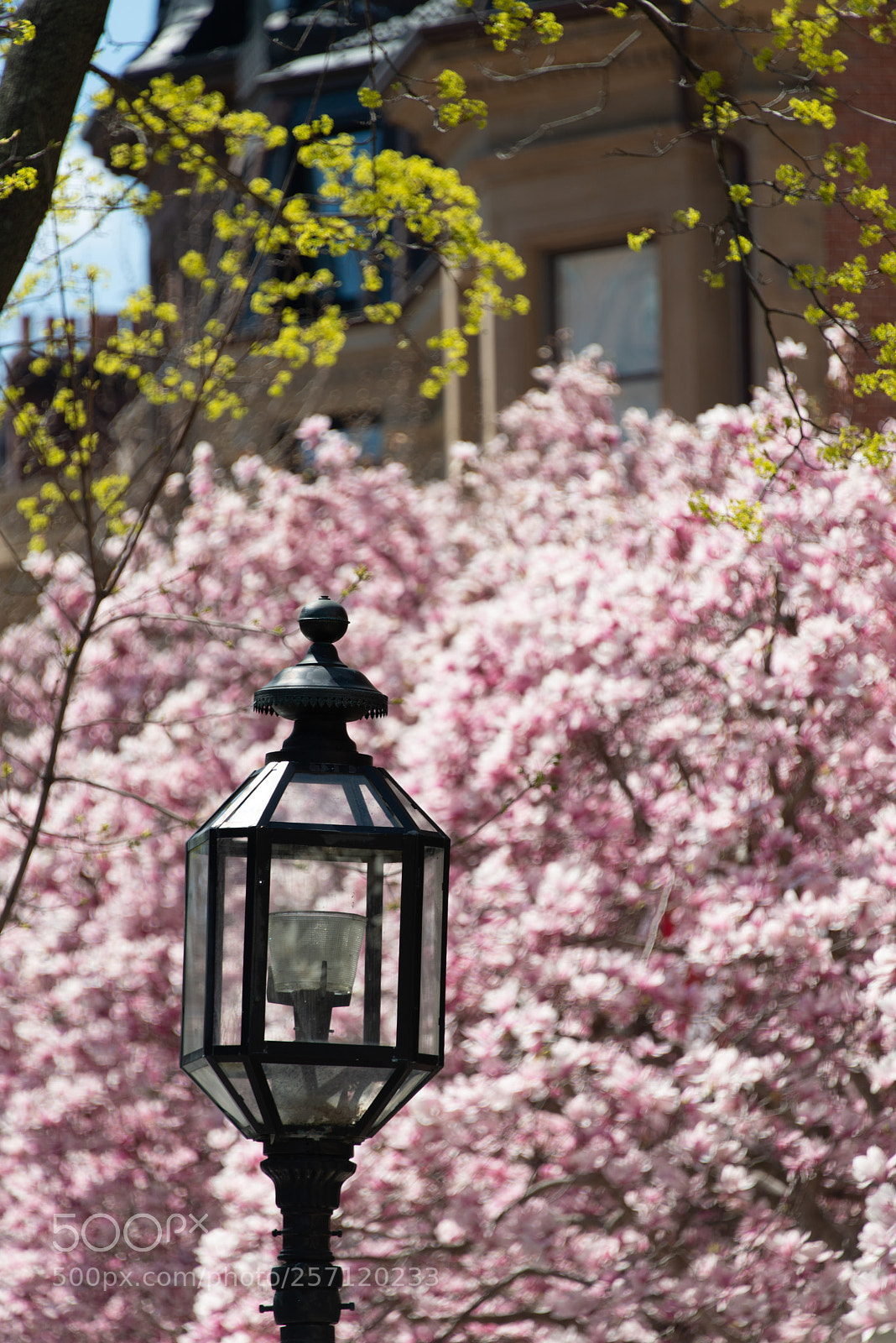 Nikon D800 sample photo. Lamp in bloom photography