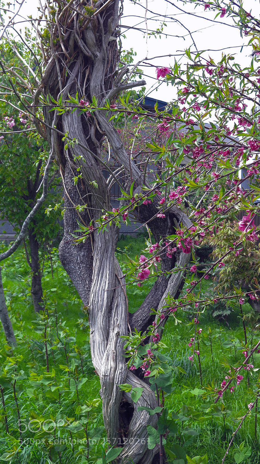 Canon PowerShot G16 sample photo. Twisted tree trunk photography