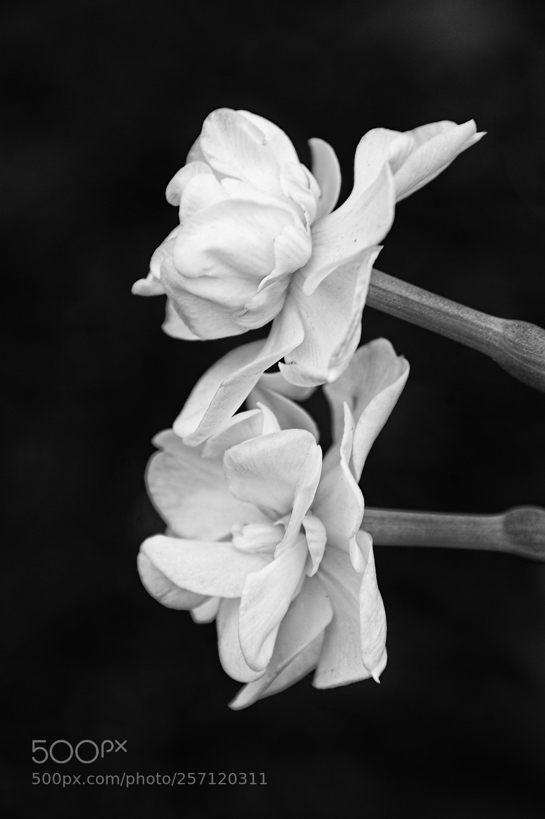 Nikon D7200 sample photo. Double daffodils photography