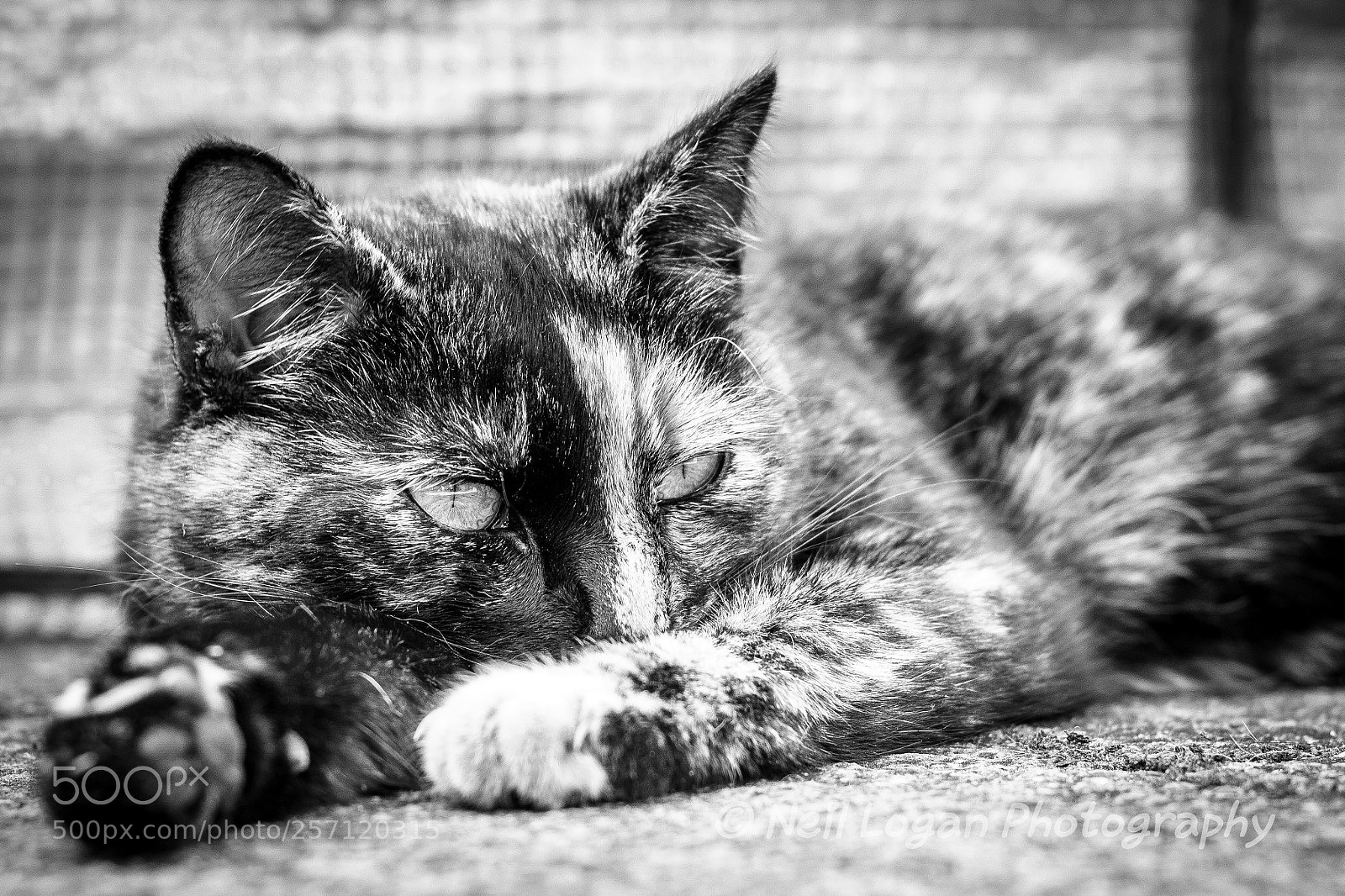 Canon EOS 750D (EOS Rebel T6i / EOS Kiss X8i) sample photo. Untitled photography