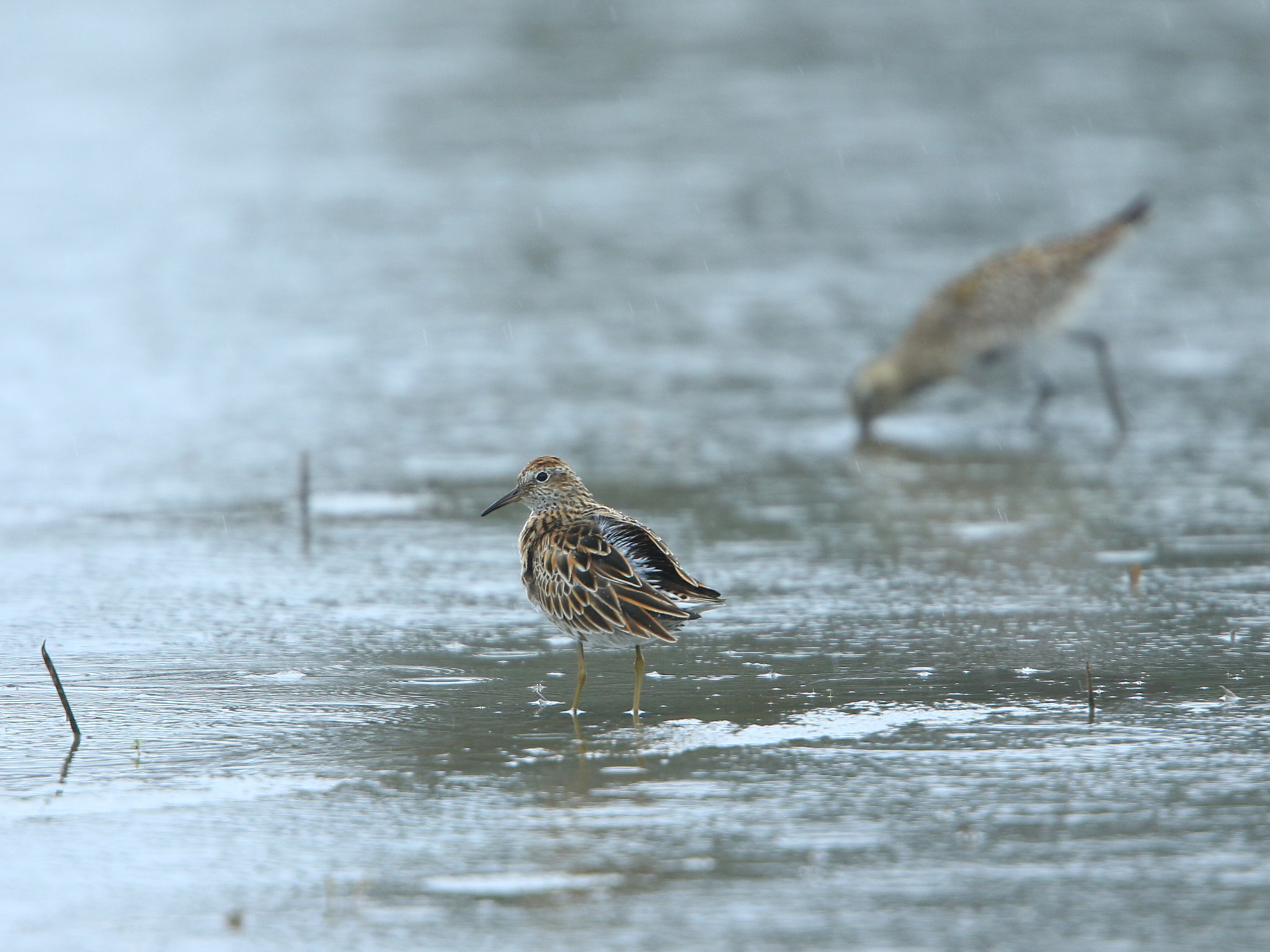 Canon EF 400mm F2.8L IS USM sample photo. Display ⑦ ウズラシギの求愛 photography