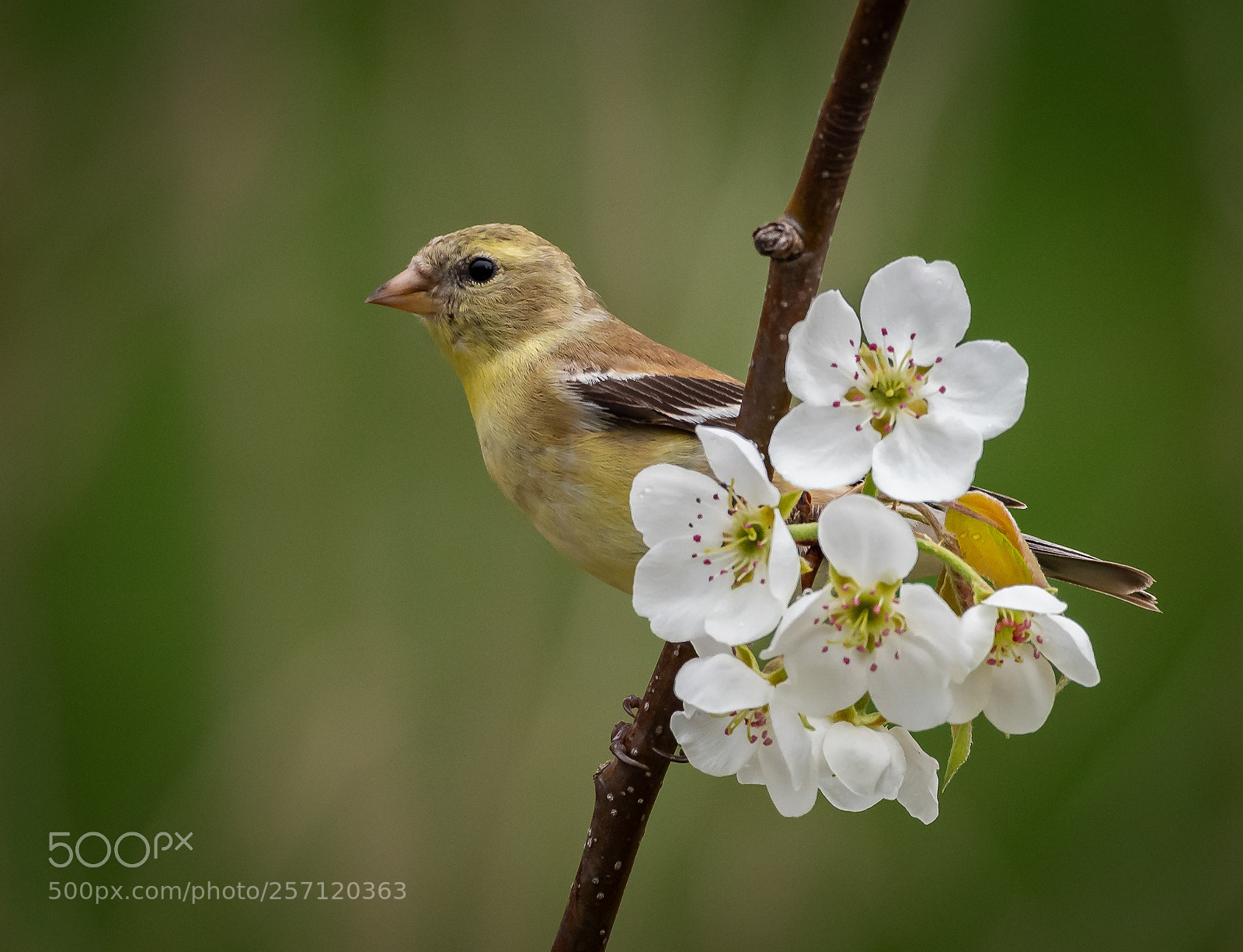 Nikon D810 sample photo. Spring finch flower photography