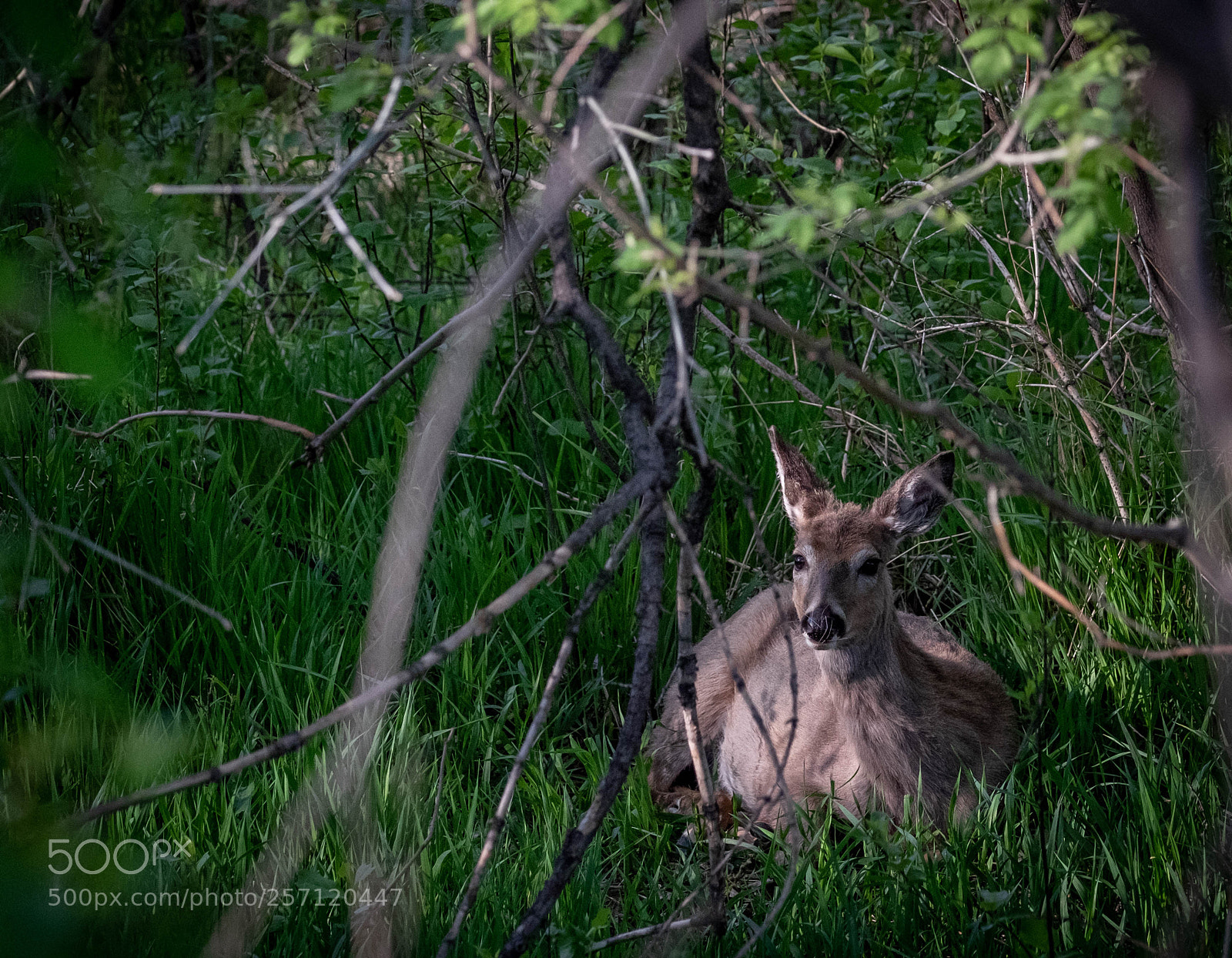 Fujifilm X-T10 sample photo. Deer in the grass photography