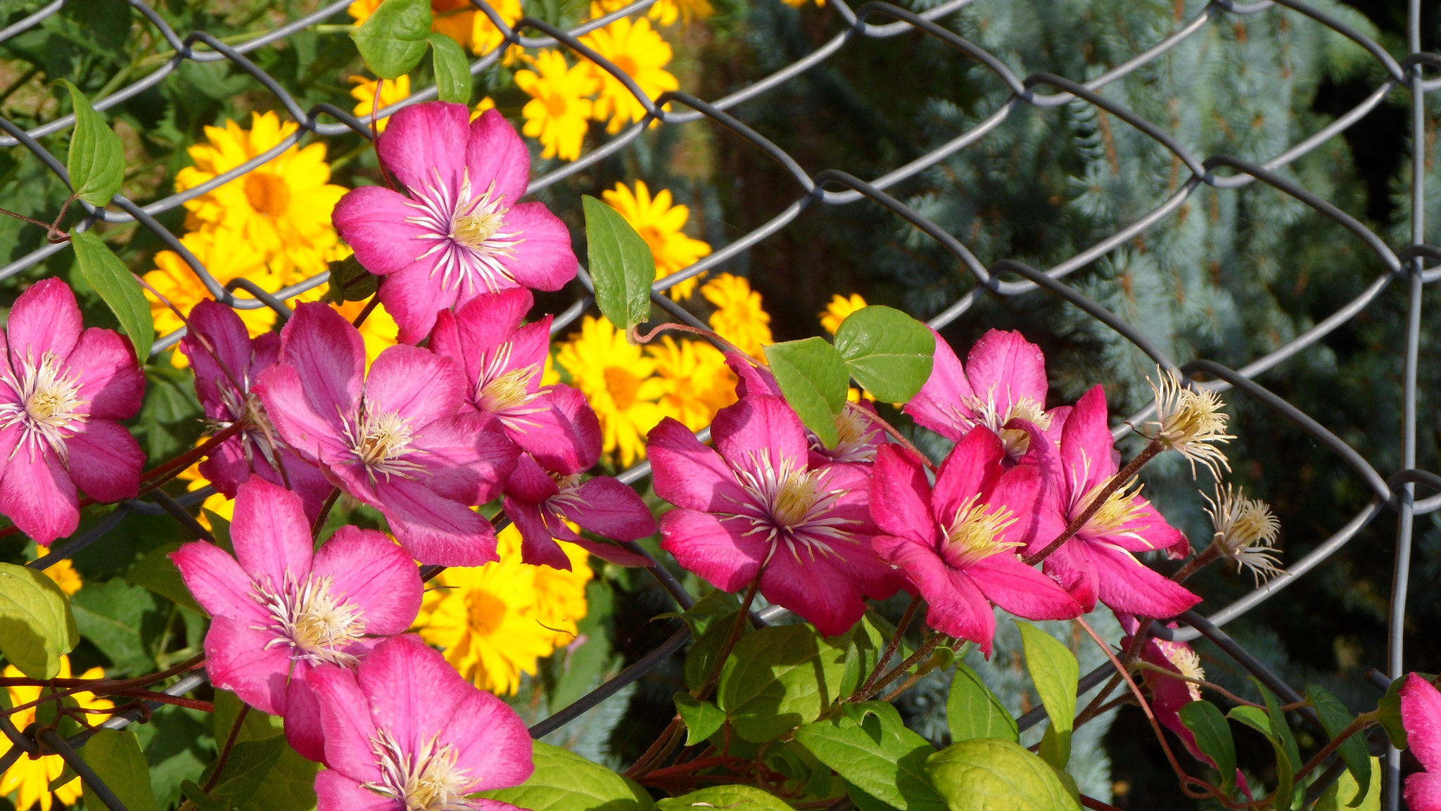 Samsung PL210, PL211 / VLUU PL210, PL211 sample photo