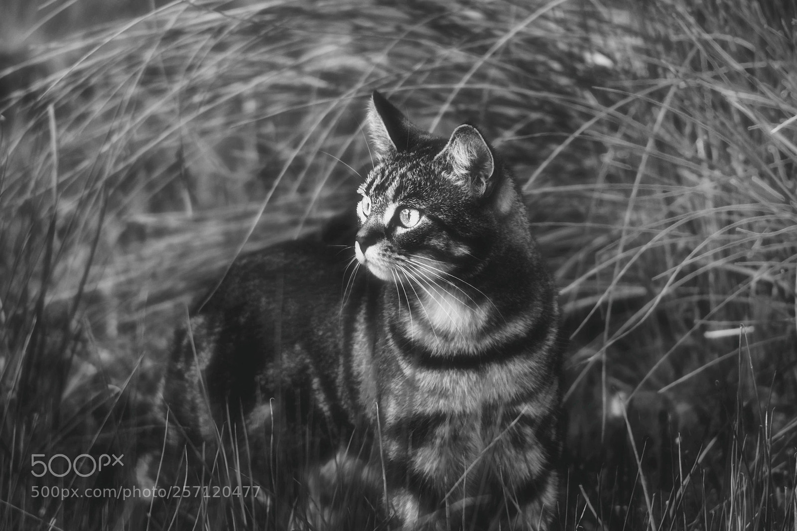 Canon EOS 450D (EOS Rebel XSi / EOS Kiss X2) sample photo. Tabby cat black and photography